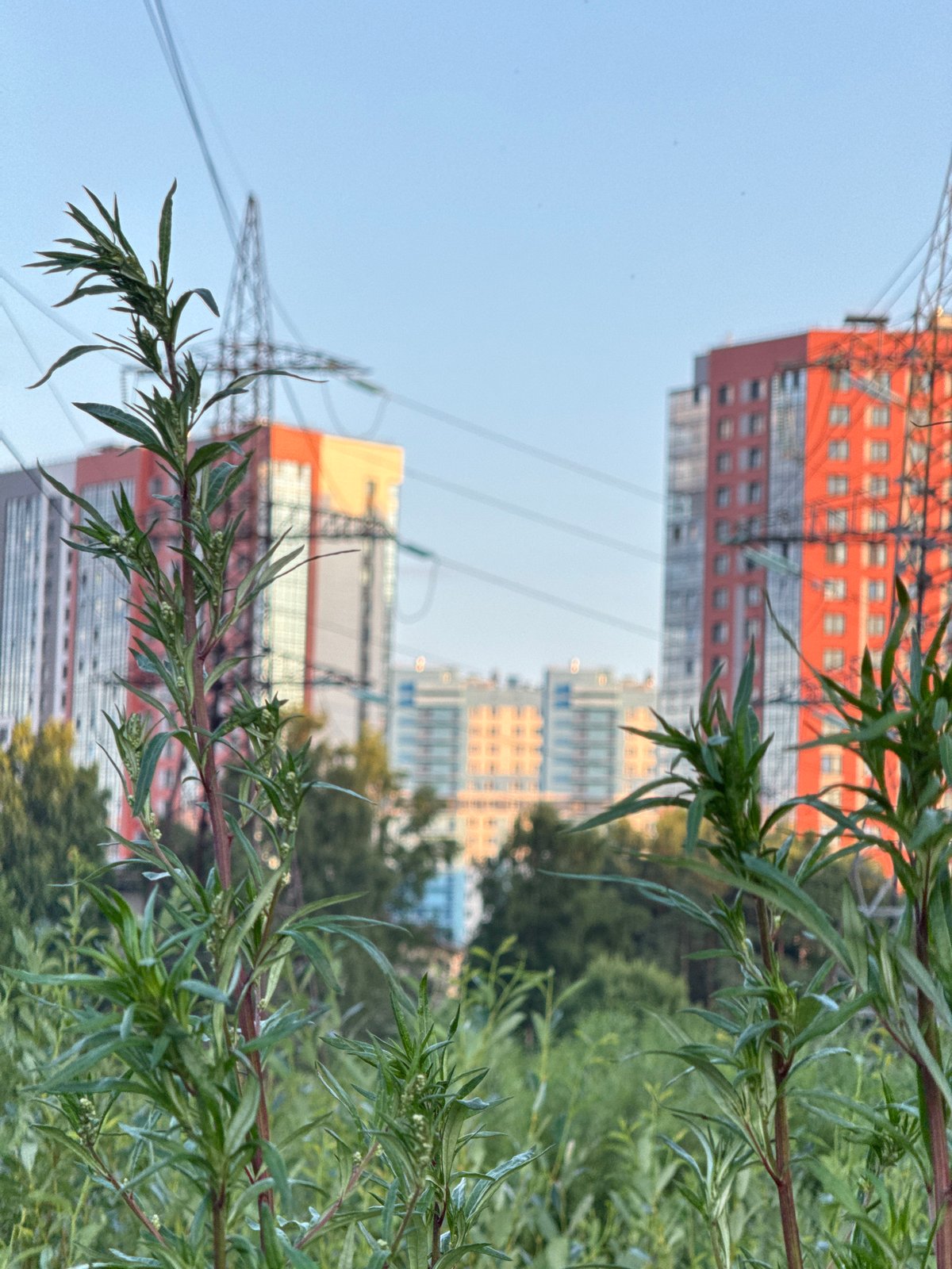 Pargolovo residential streets, parked vehicles, and summer overgrowth