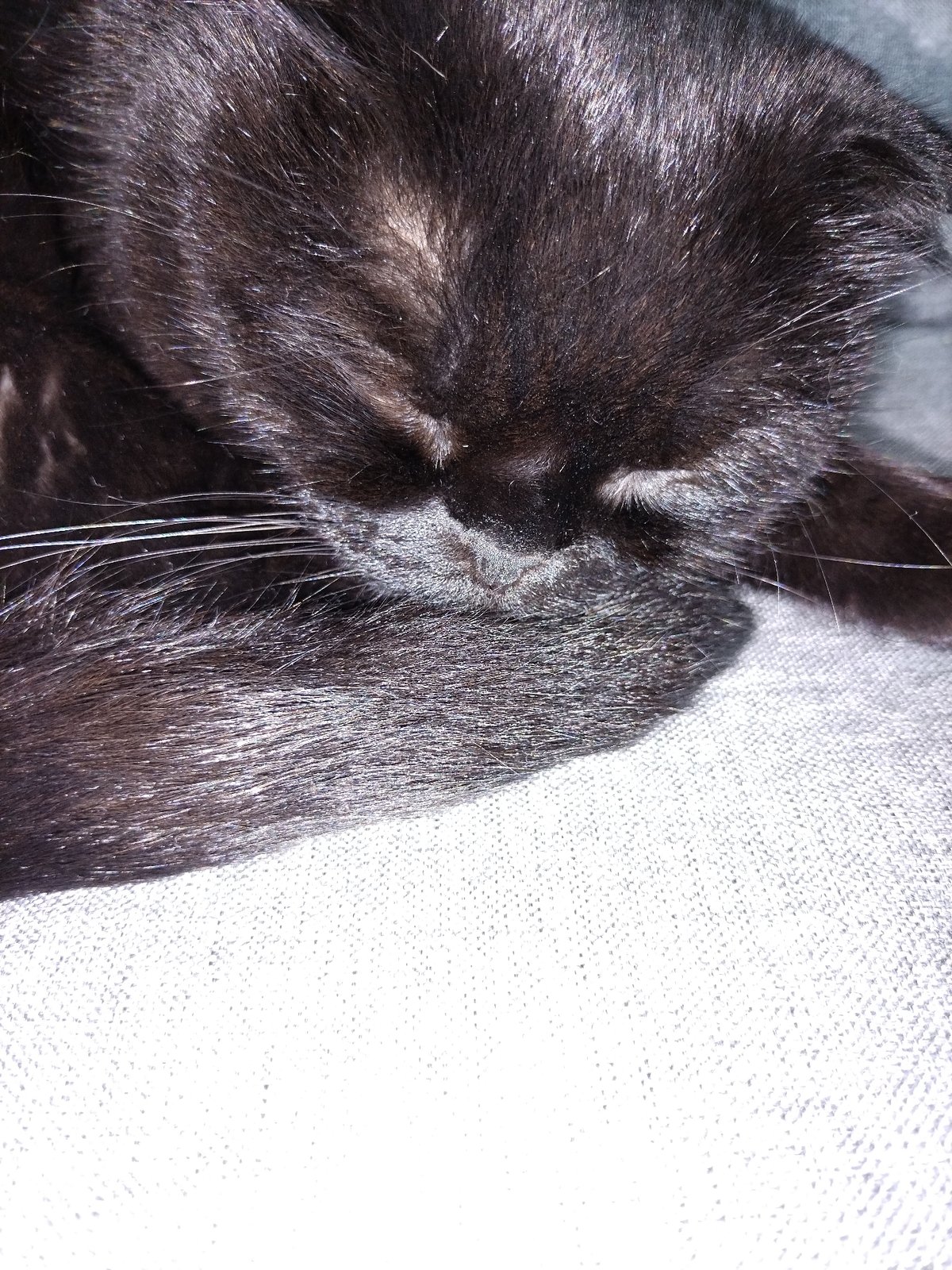 Multiple cats observed sleeping indoors during morning hours