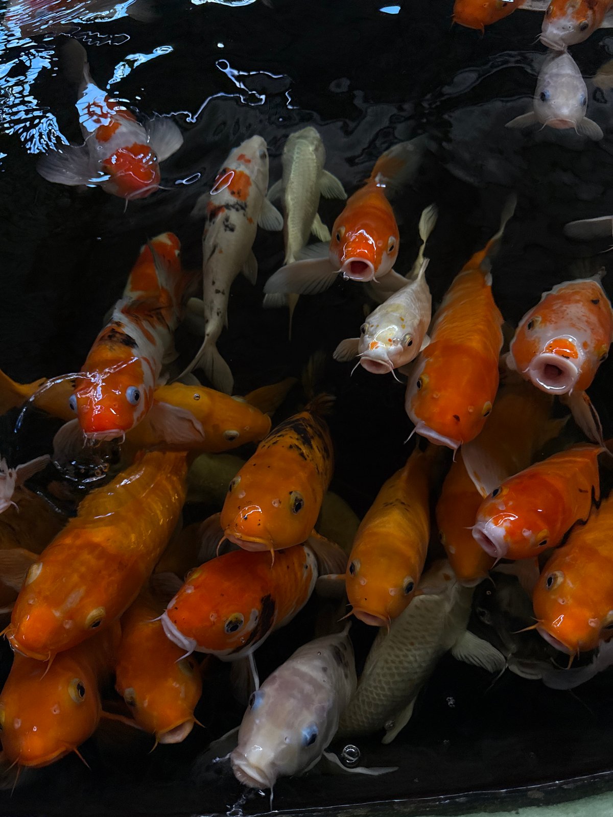 Koi feeding and sun-lit streets in Da Nang