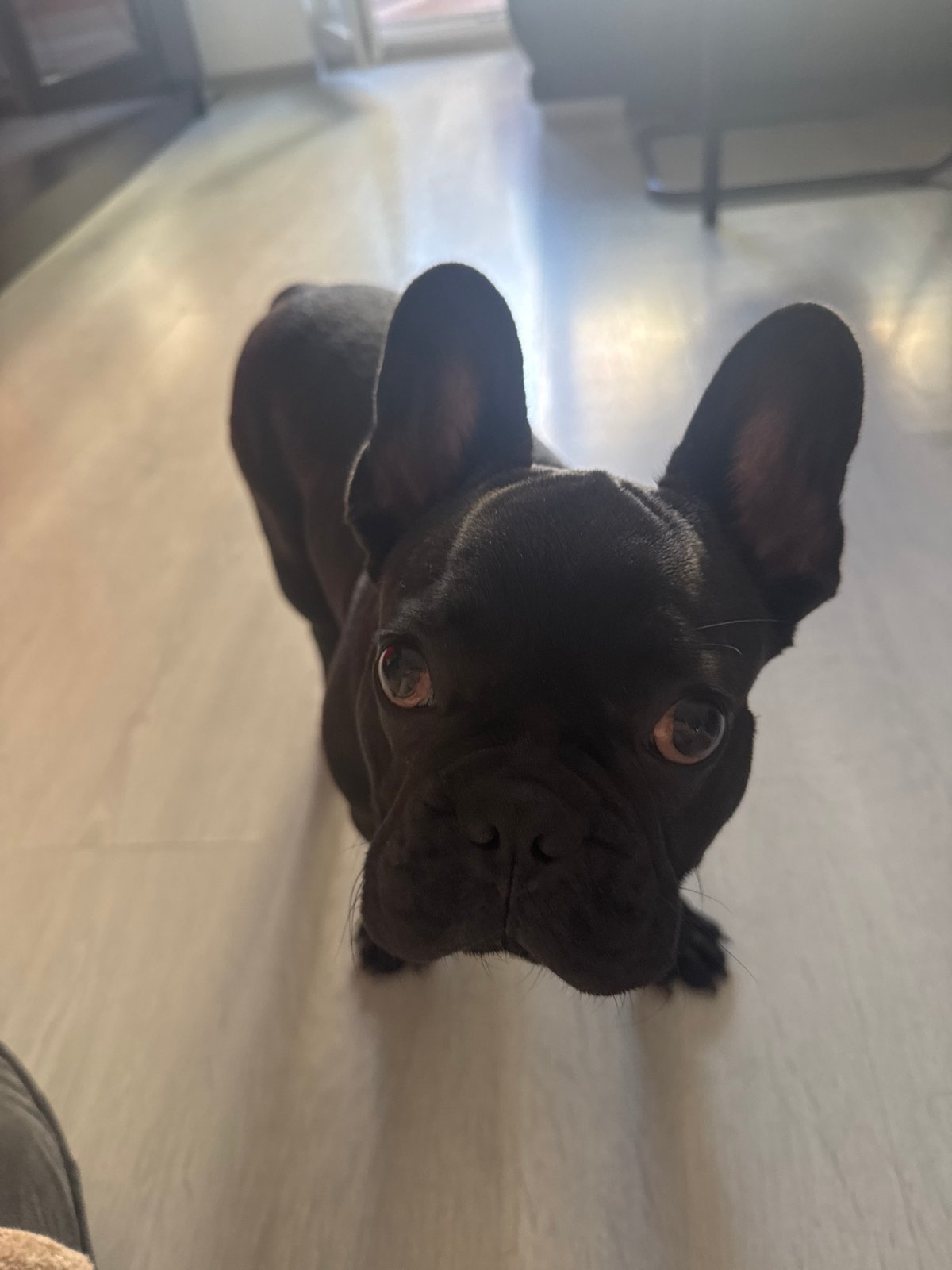 French Bulldogs relaxing indoors in Varna