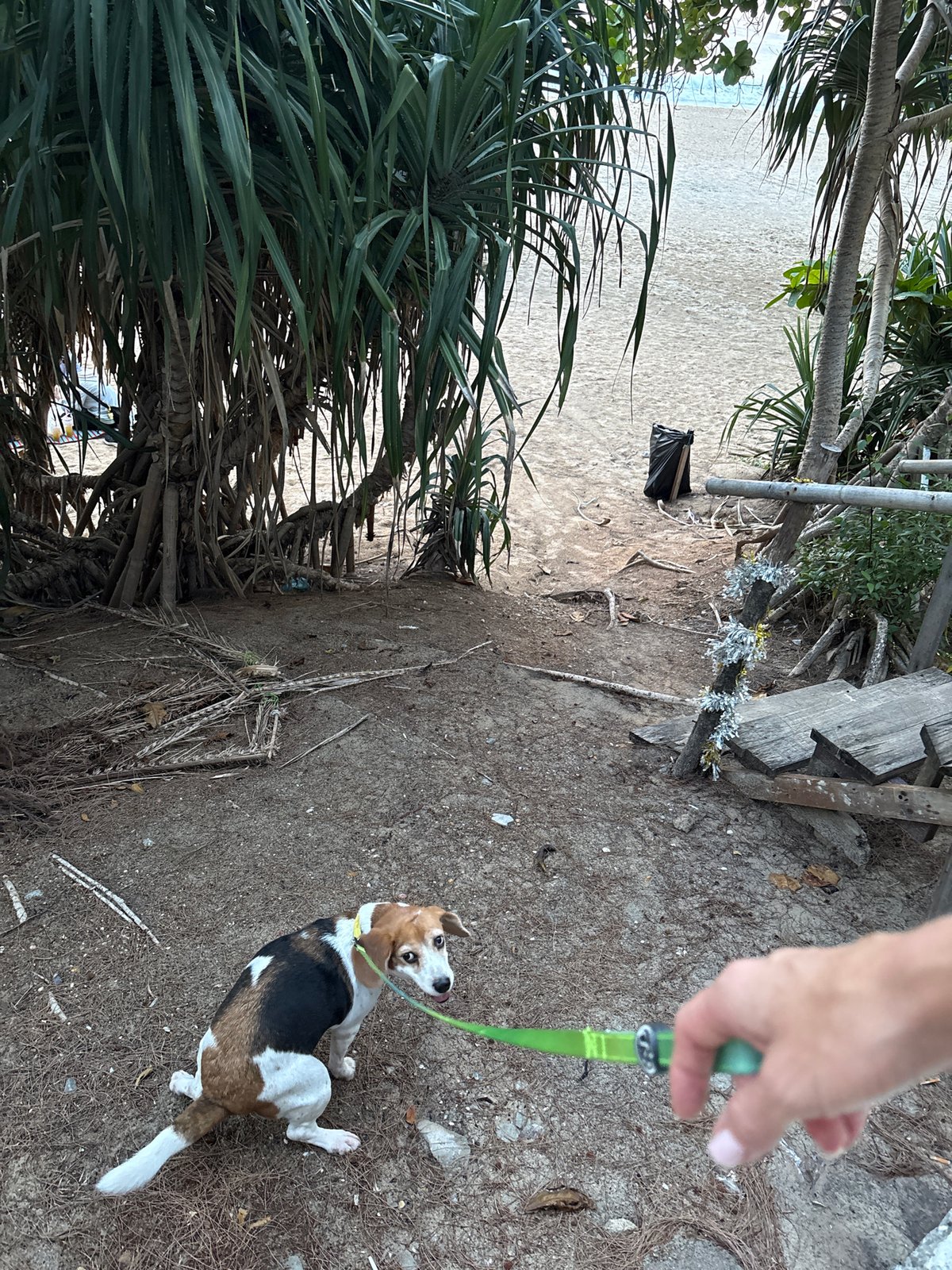 Dog walking and beach yoga observed at Karon, Thailand