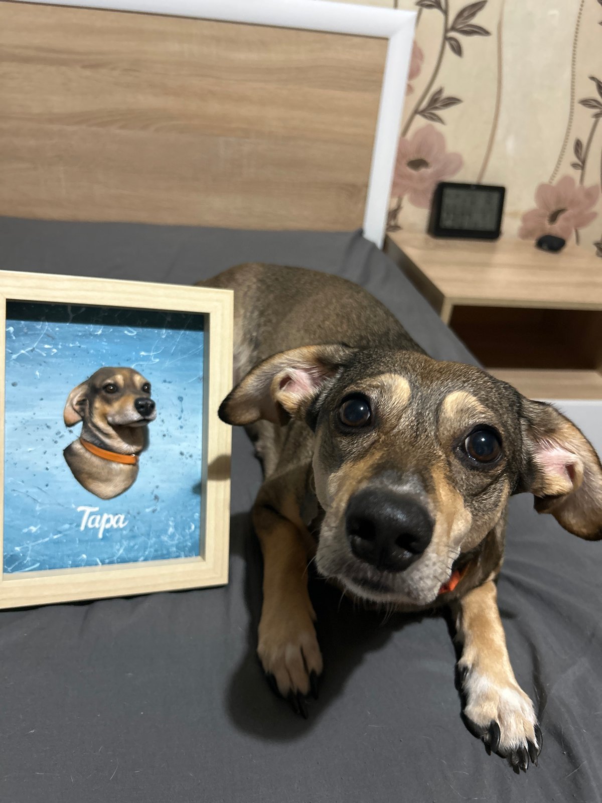 Dog portraits, Tesla Cybertruck, and book documented in evening memories