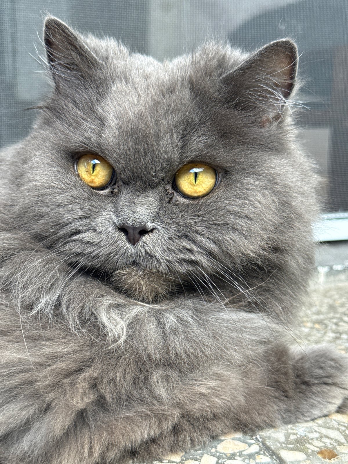 Fluffy grey cat with yellow eyes, Burgas