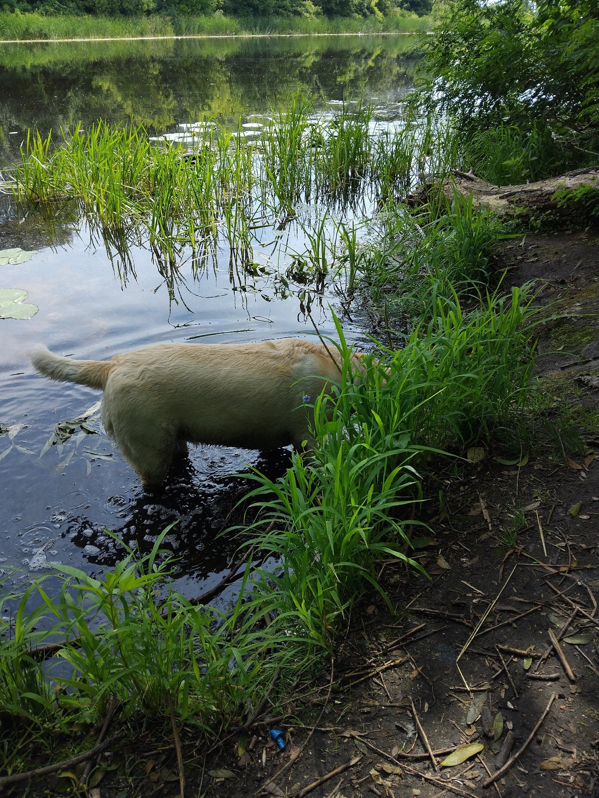 Lab with red collar roams a quiet Kyiv riverside on a summer morning