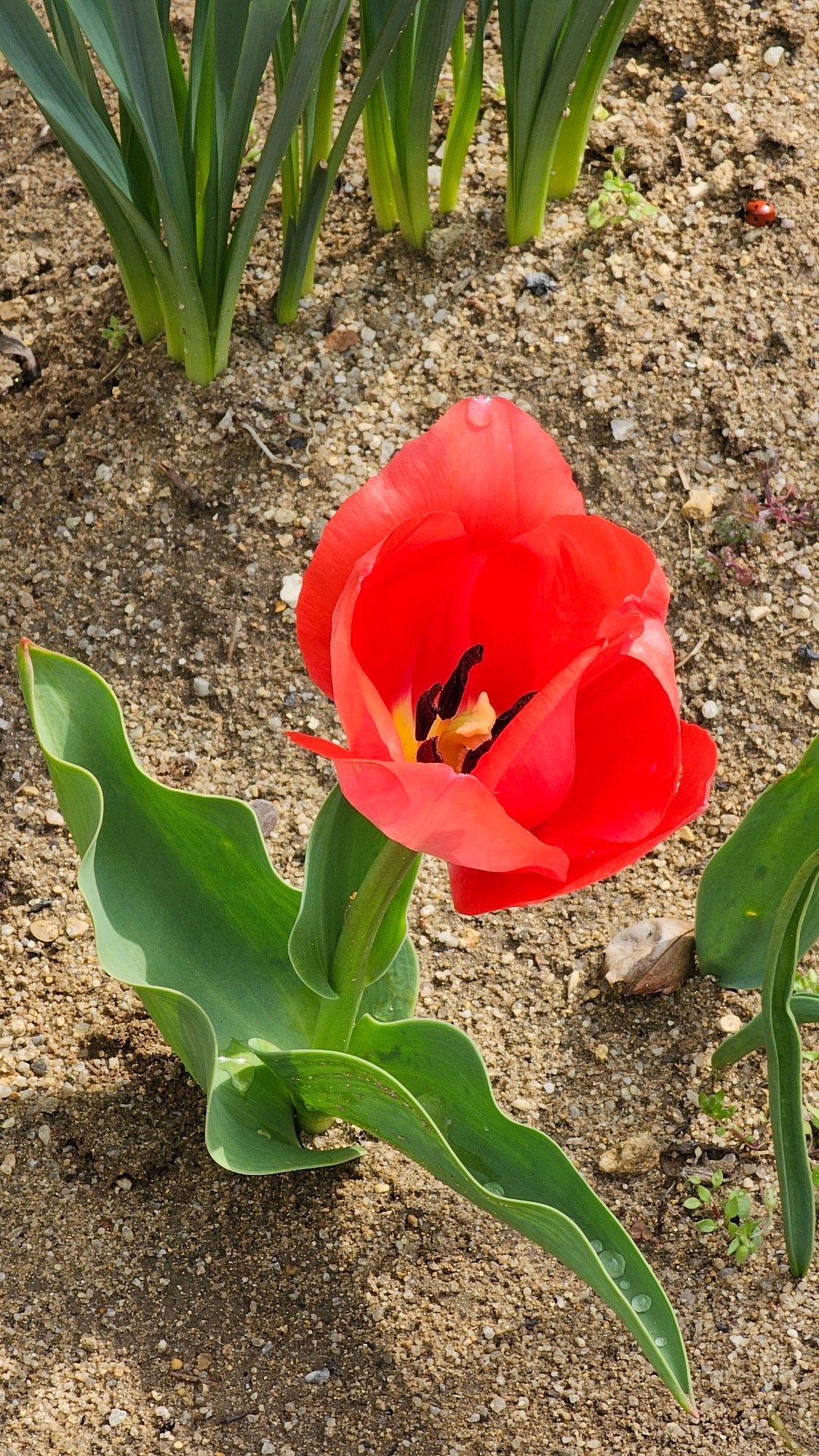 Spring flowers bloom in Varna garden beds