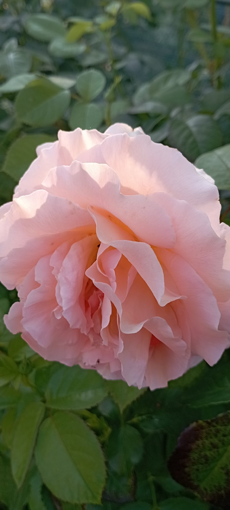 Close-up garden life in Radisne: roses, insects, and a cat