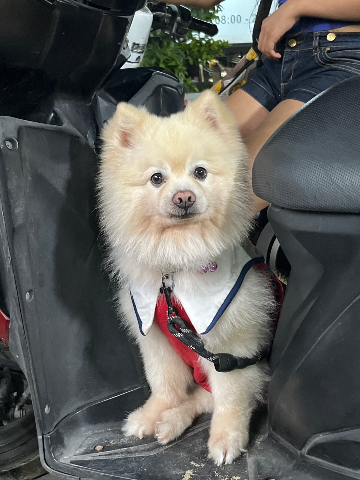 Dressed-up Pomeranian rides and relaxes in Kuta Selatan