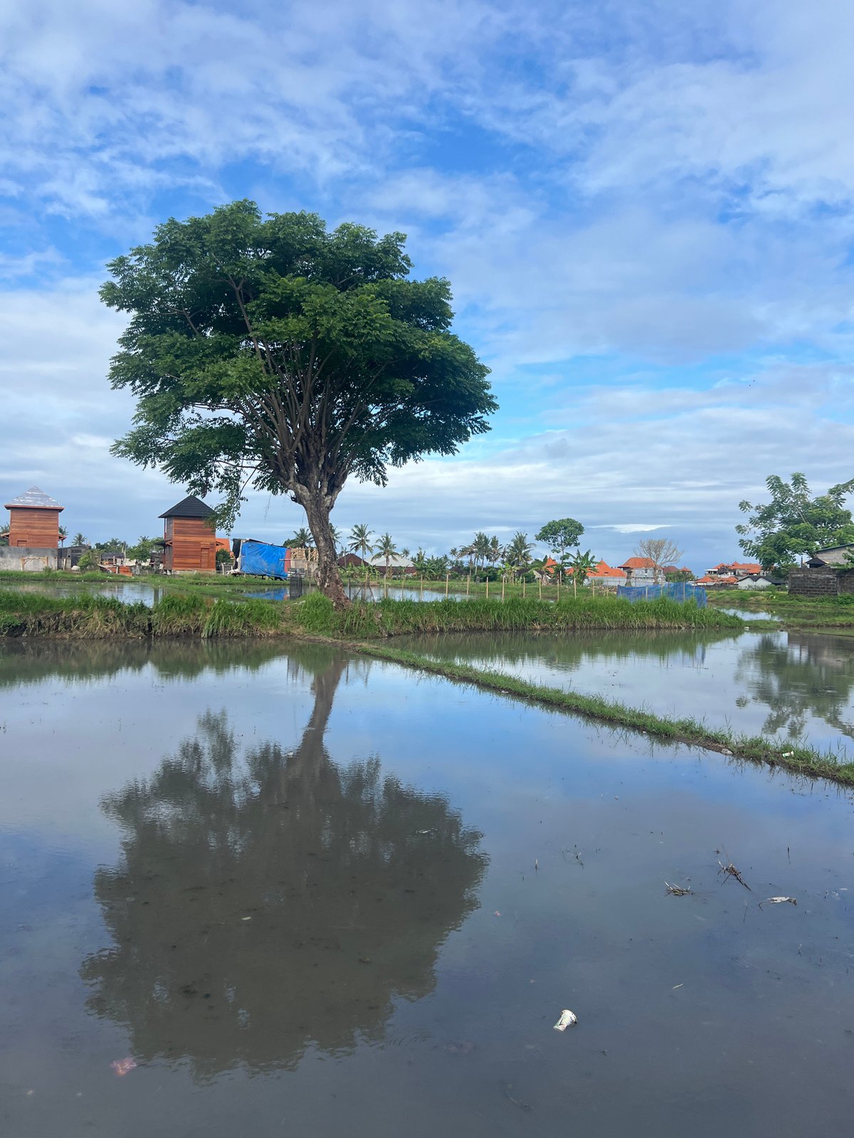 Morning landscape documented in Sukawati rice paddies