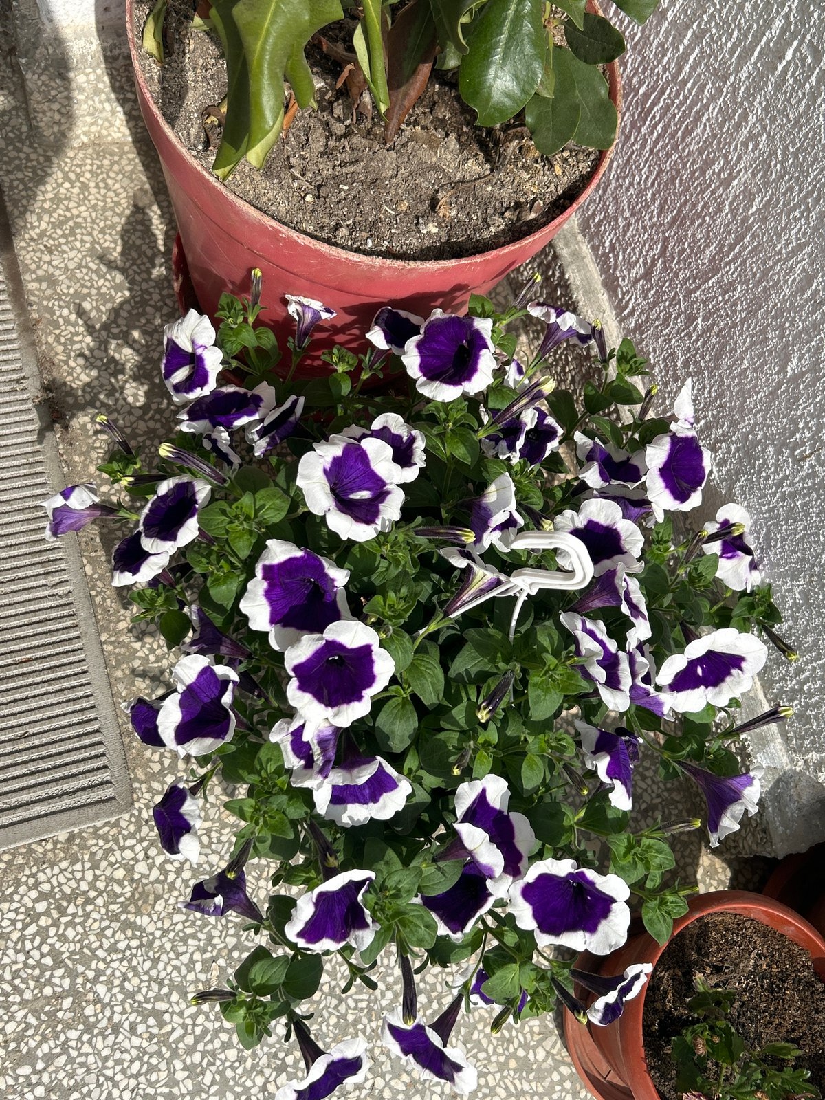 Spring day scenes documented across Zlatograd, Bulgaria streets