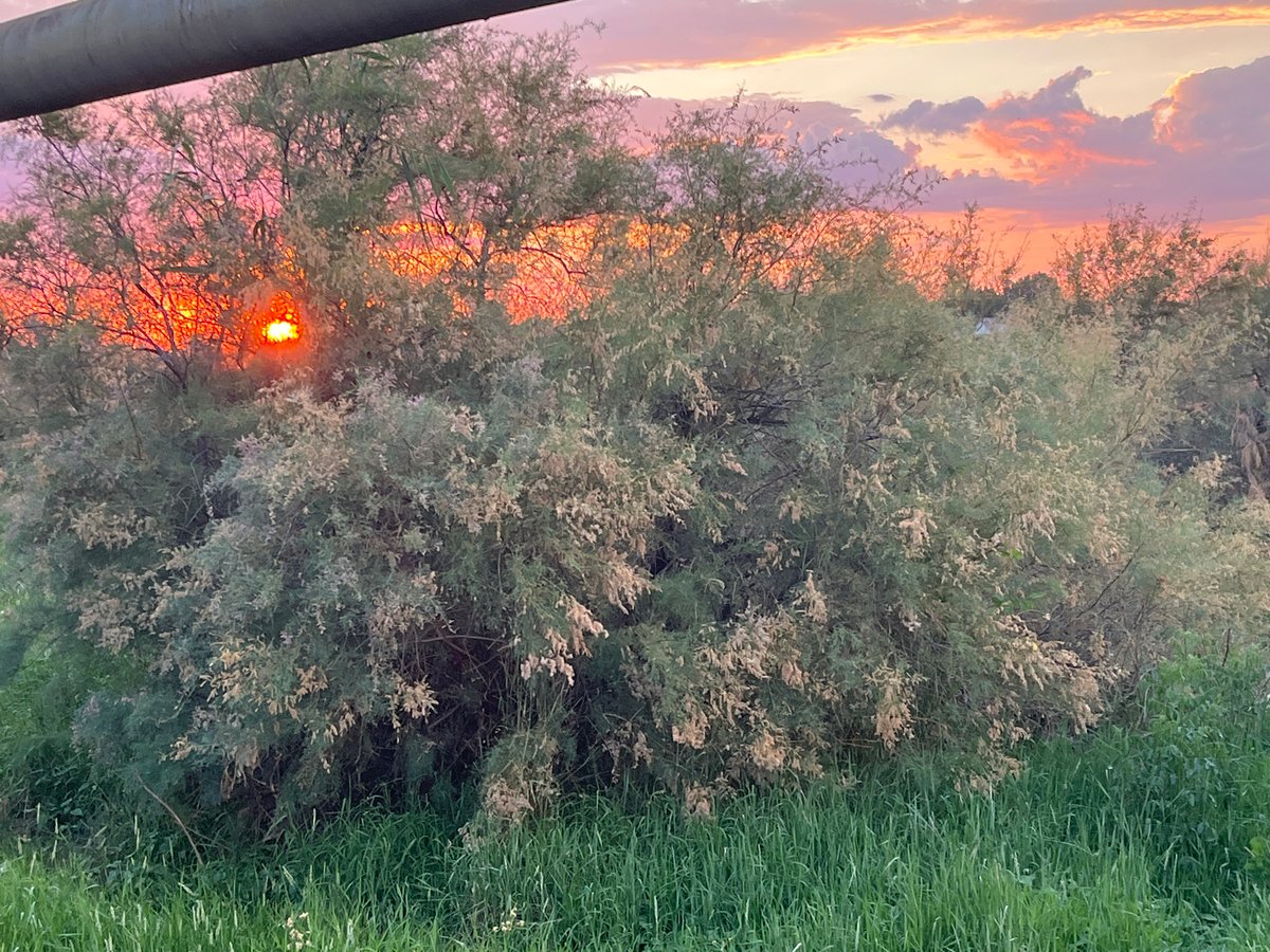 Sunset skies and wood staining in Krasnyye Barrikady