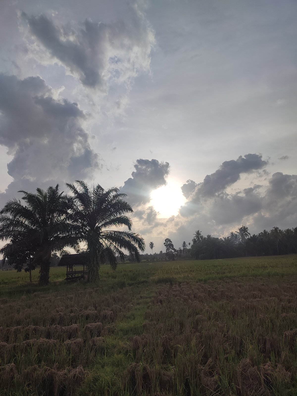 Rural Indonesian scenes captured in Aceh villages