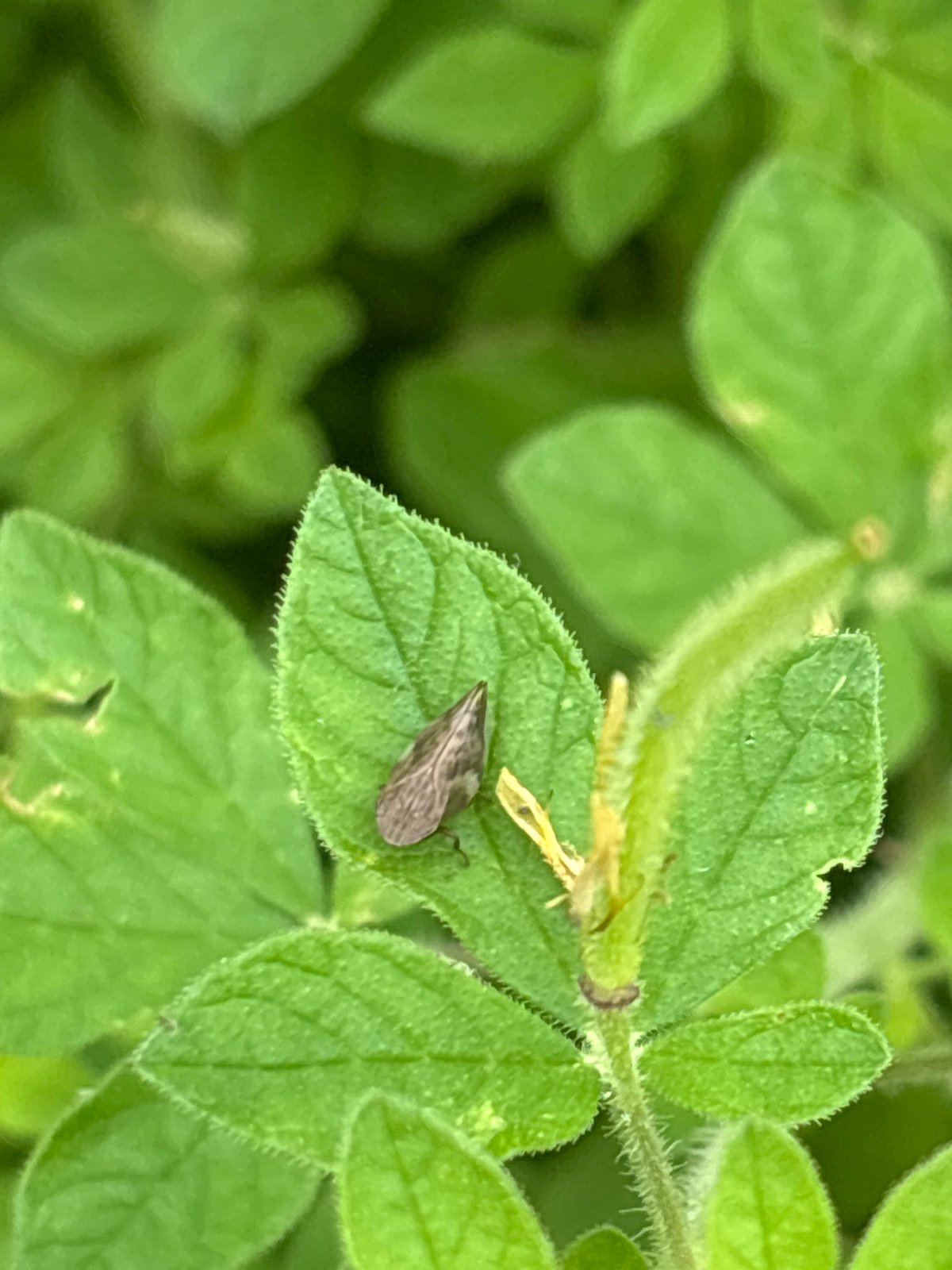Macro look at insects, butterflies, and flowering plants in Lhokseumawe