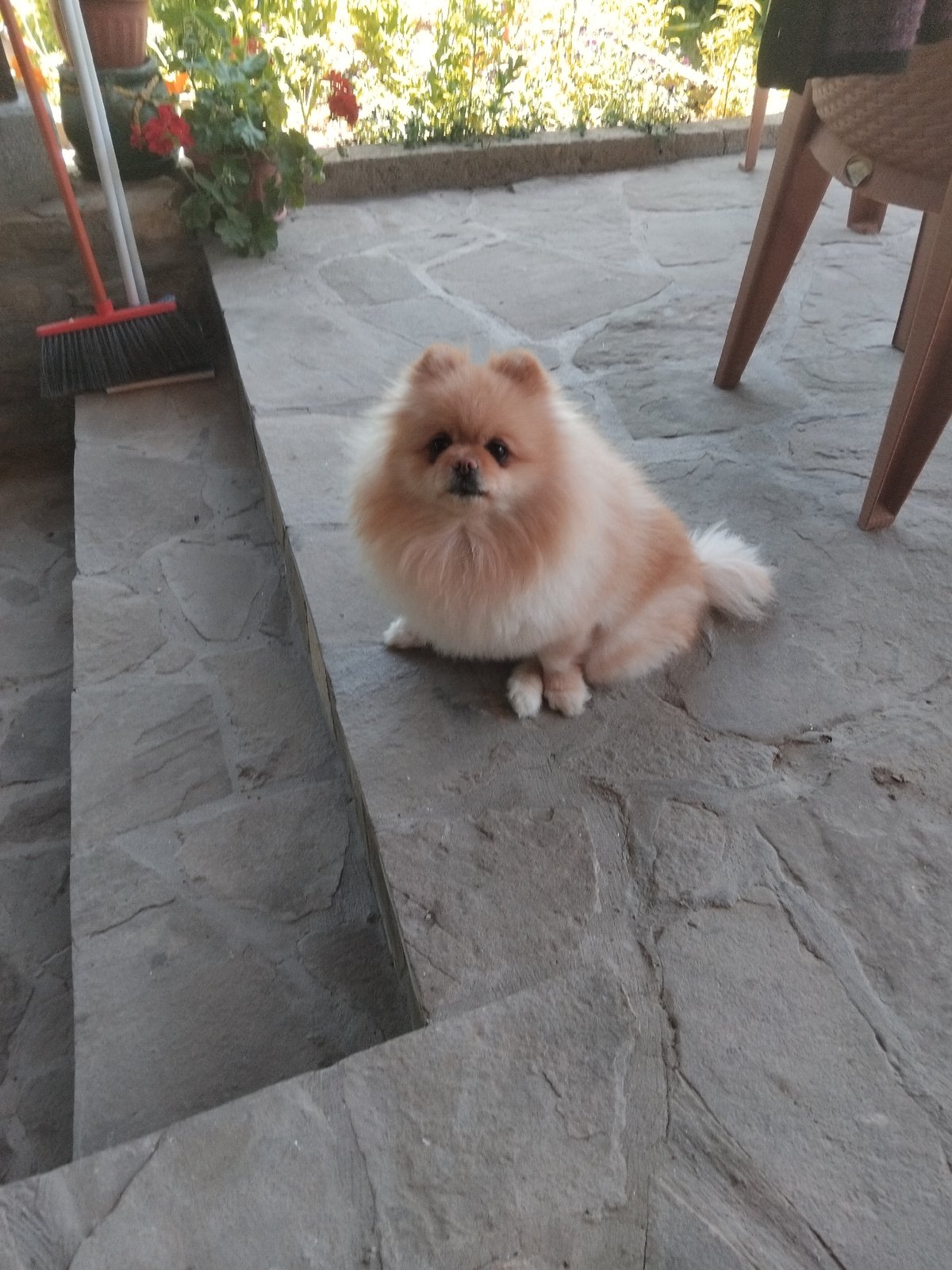 Pomeranian dog photographed on stone patio in Apriltsi, Bulgaria