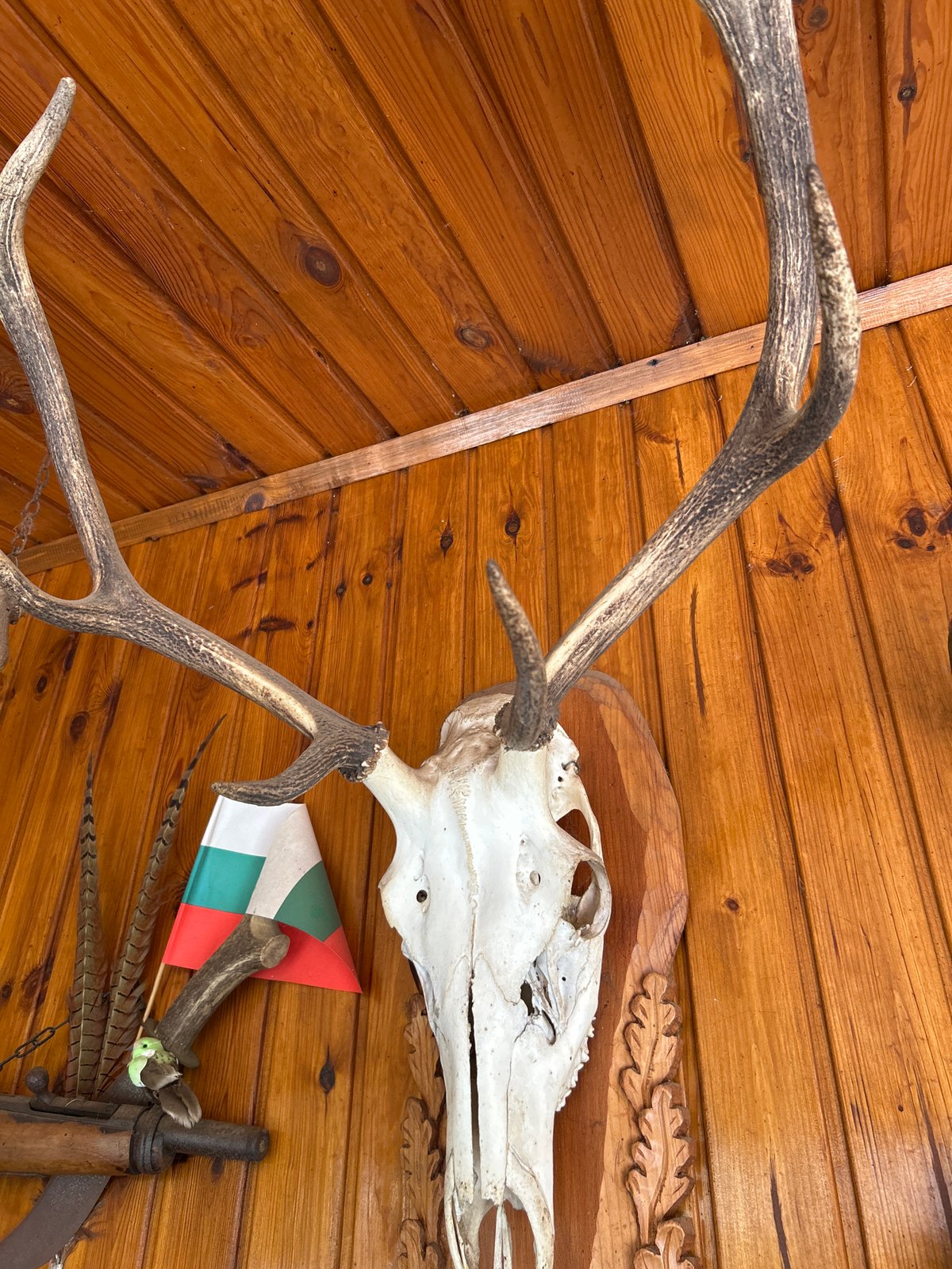 Hunting trophies displayed in wooden cabin interior in Buhovo