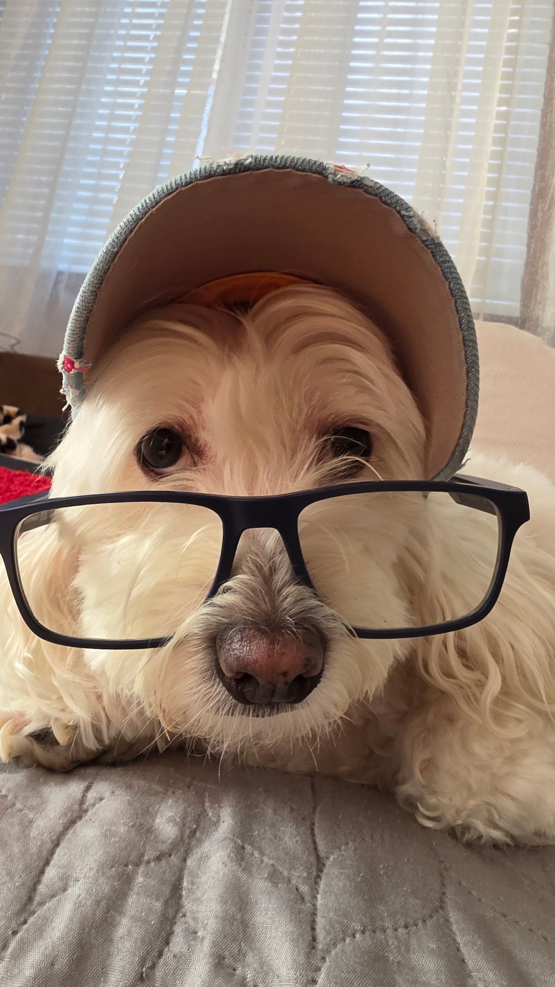 Dog wearing glasses and cap photographed in Bulgaria morning