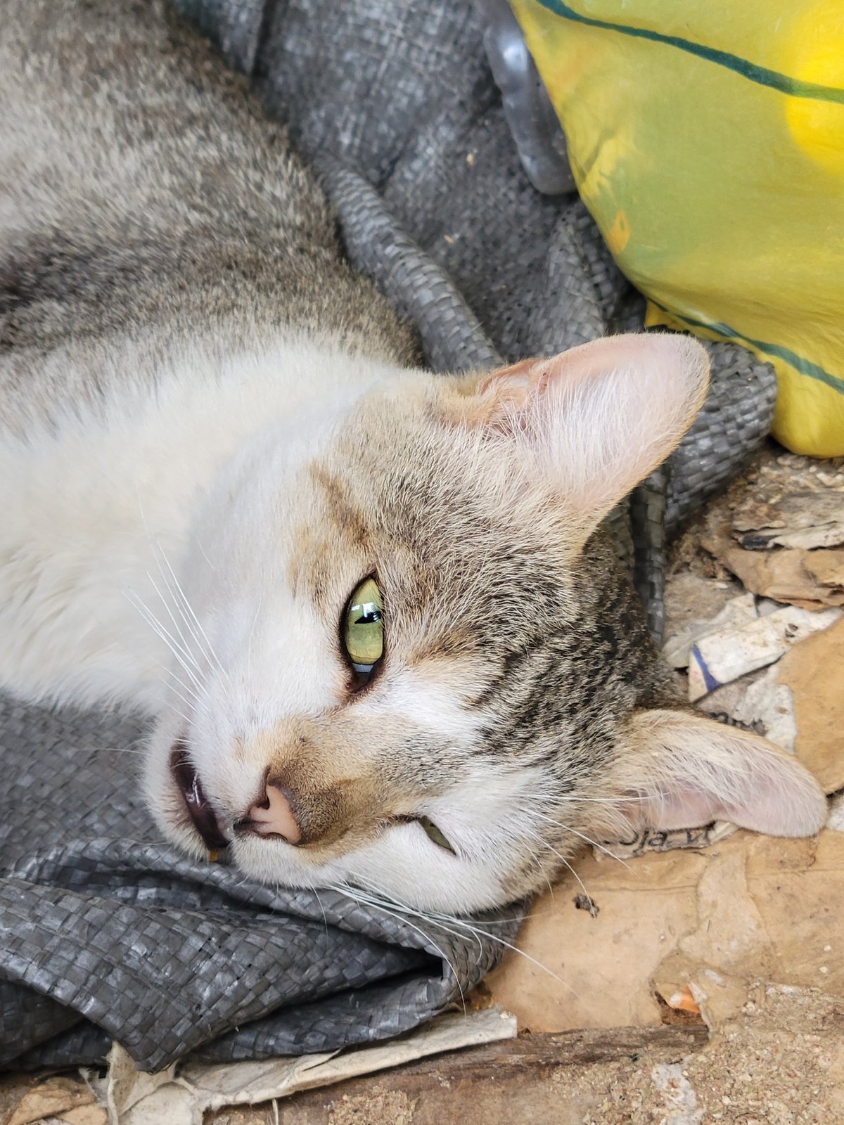 Tabby cat spotted resting outdoors in Jos, Nigeria