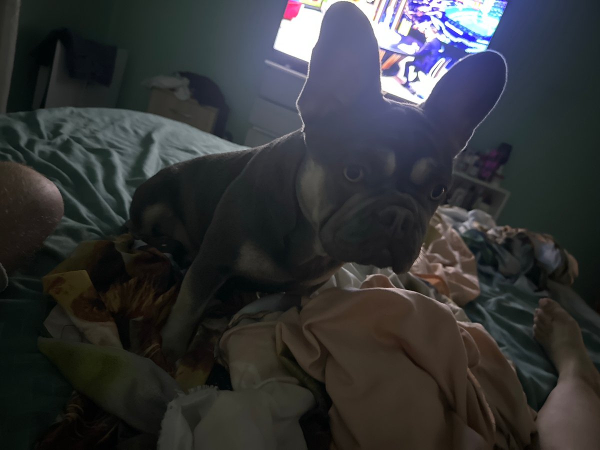 French bulldog bed night with soccer on TV