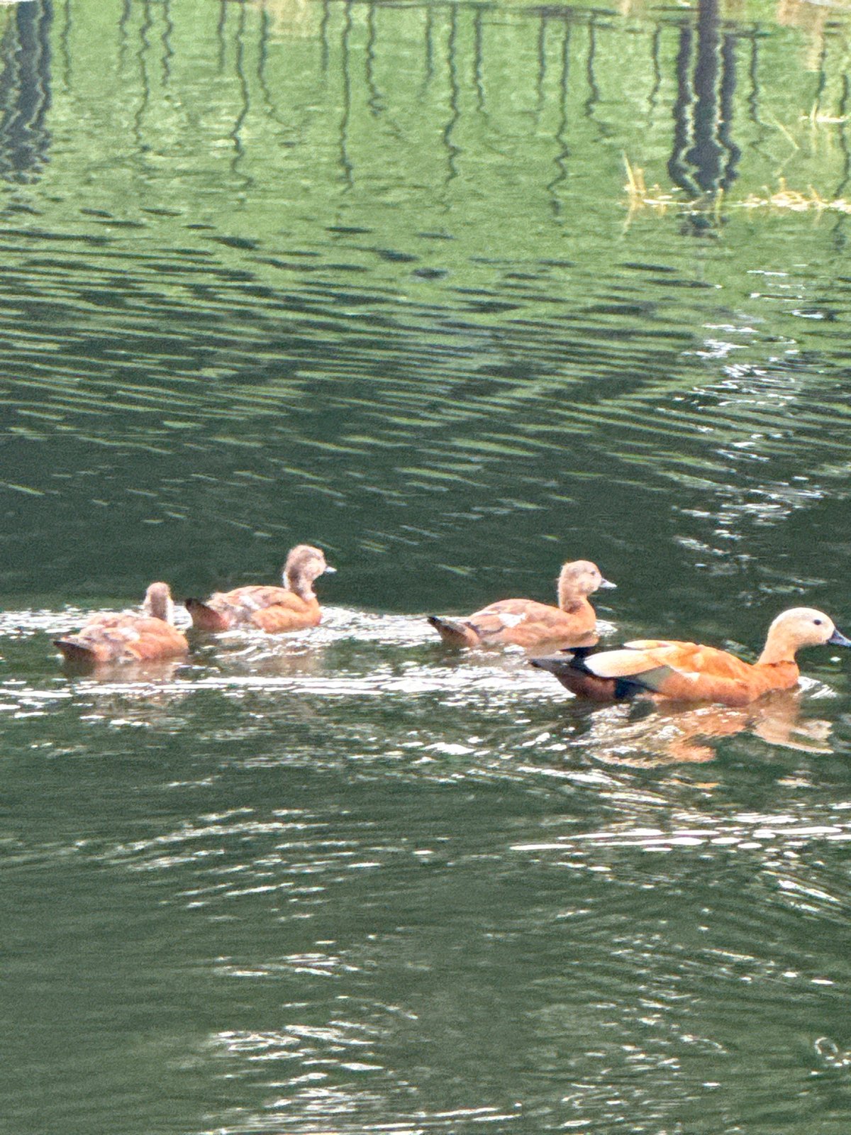 Ruddy shelduck family on a Moscow park pond
