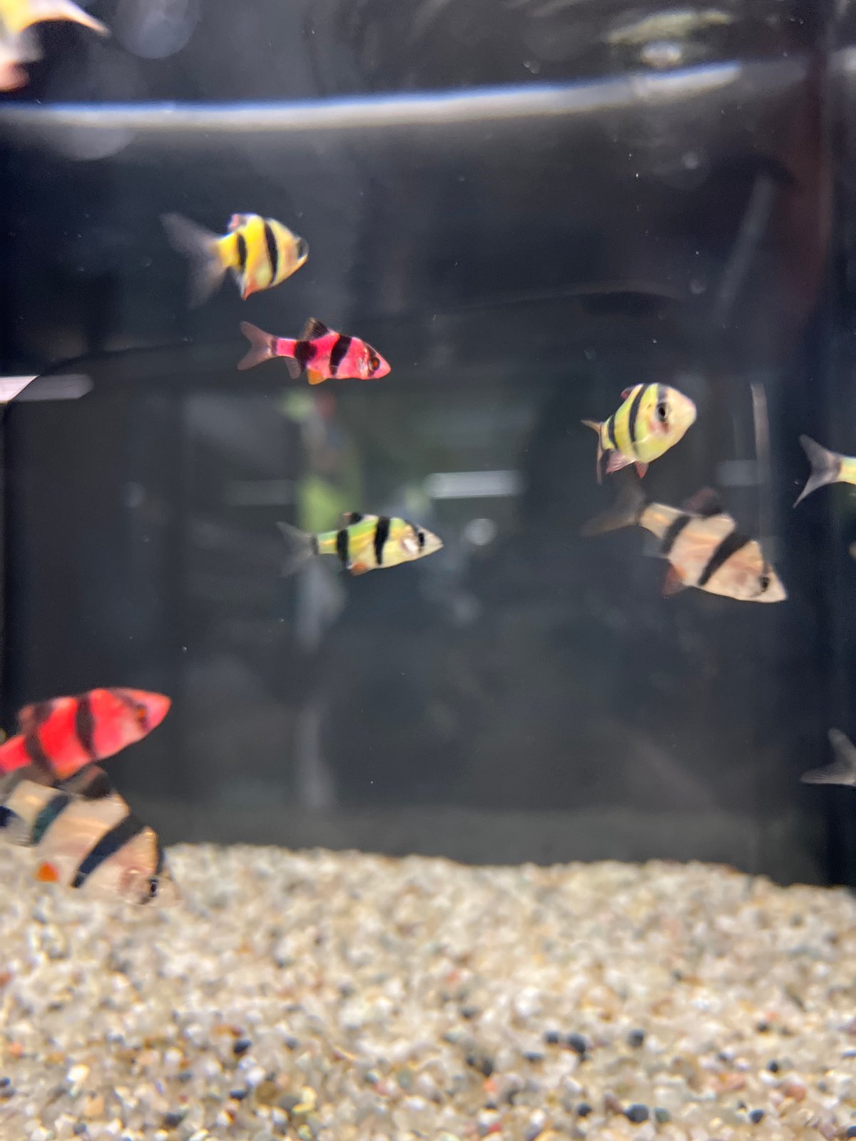 Pet store visit captured in Plovdiv shows aquariums, small animals