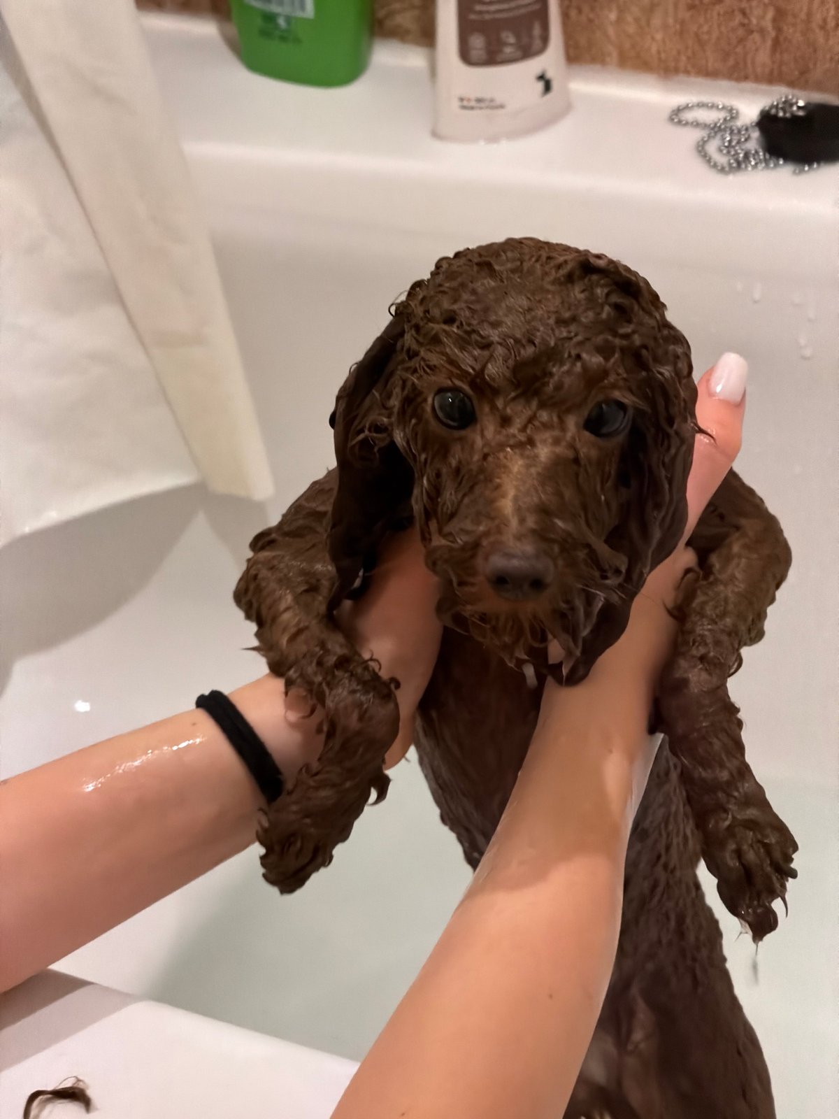 Wet dog held in arms photographed in Sofia
