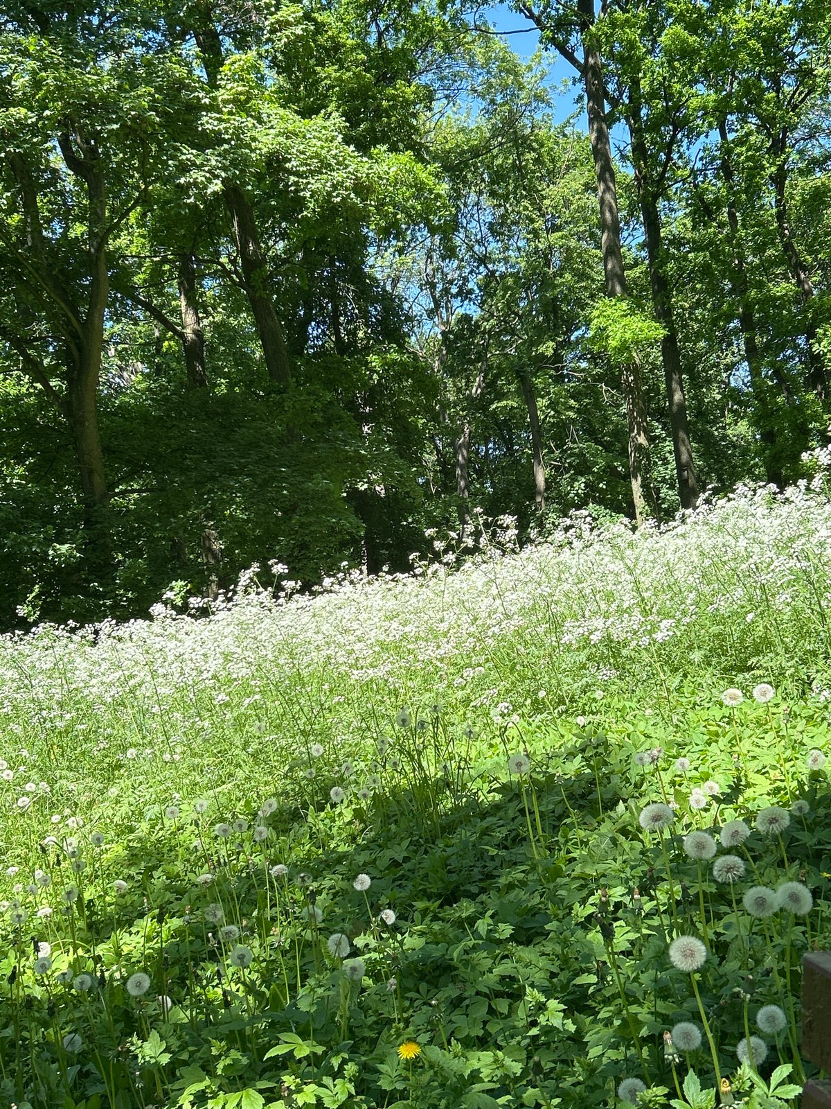 Spring morning documented in Tczew park with wildlife and wildflowers