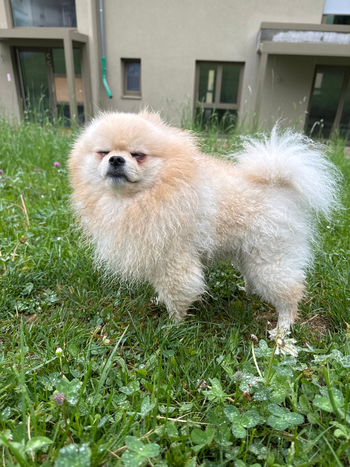 Pomeranian dog enjoys morning rest and play in Bietigheim-Bissingen