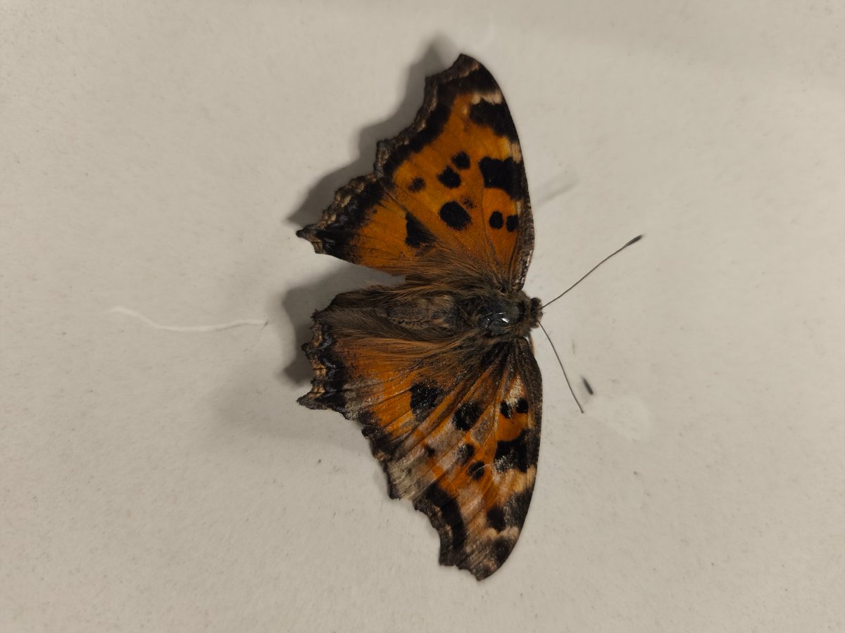 Orange butterfly with black patterns photographed resting on surface