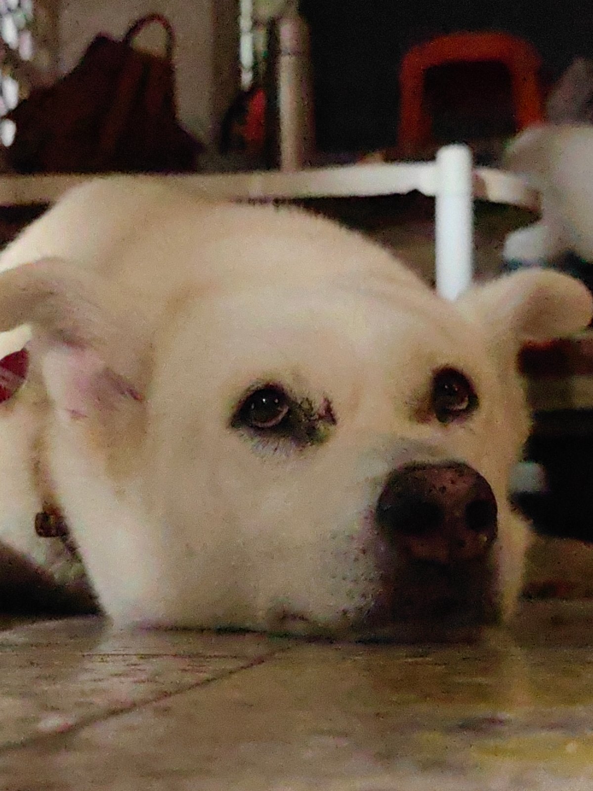 Dog resting on tiled floor, close-up low-angle shot
