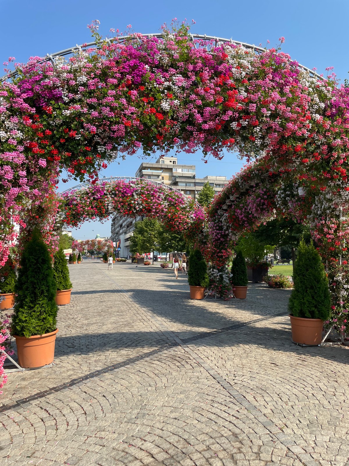 Iași city square dressed up with colorful summer floral displays