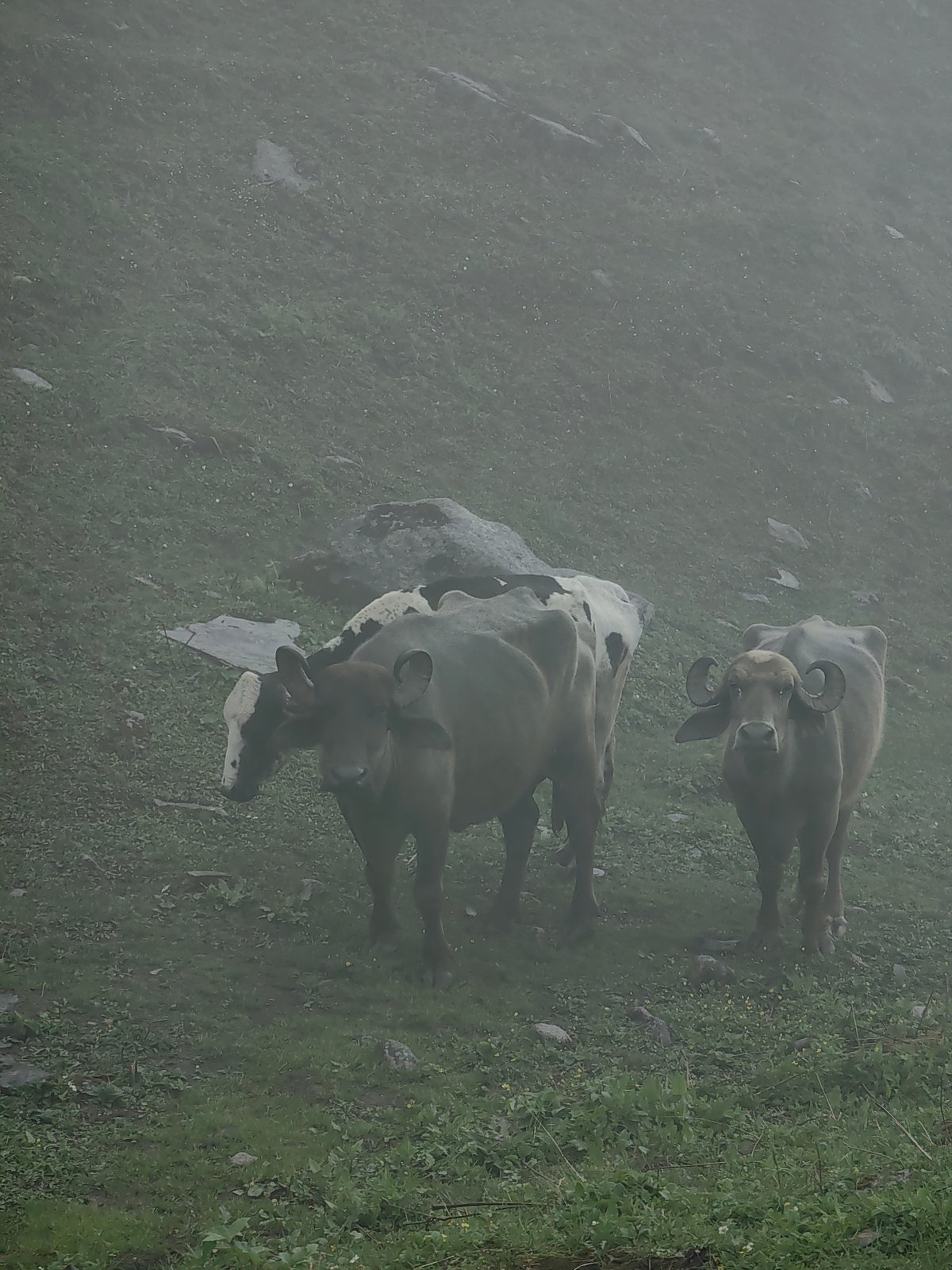 Buffalo, mist, and mountain camps in Burwa's highland valley