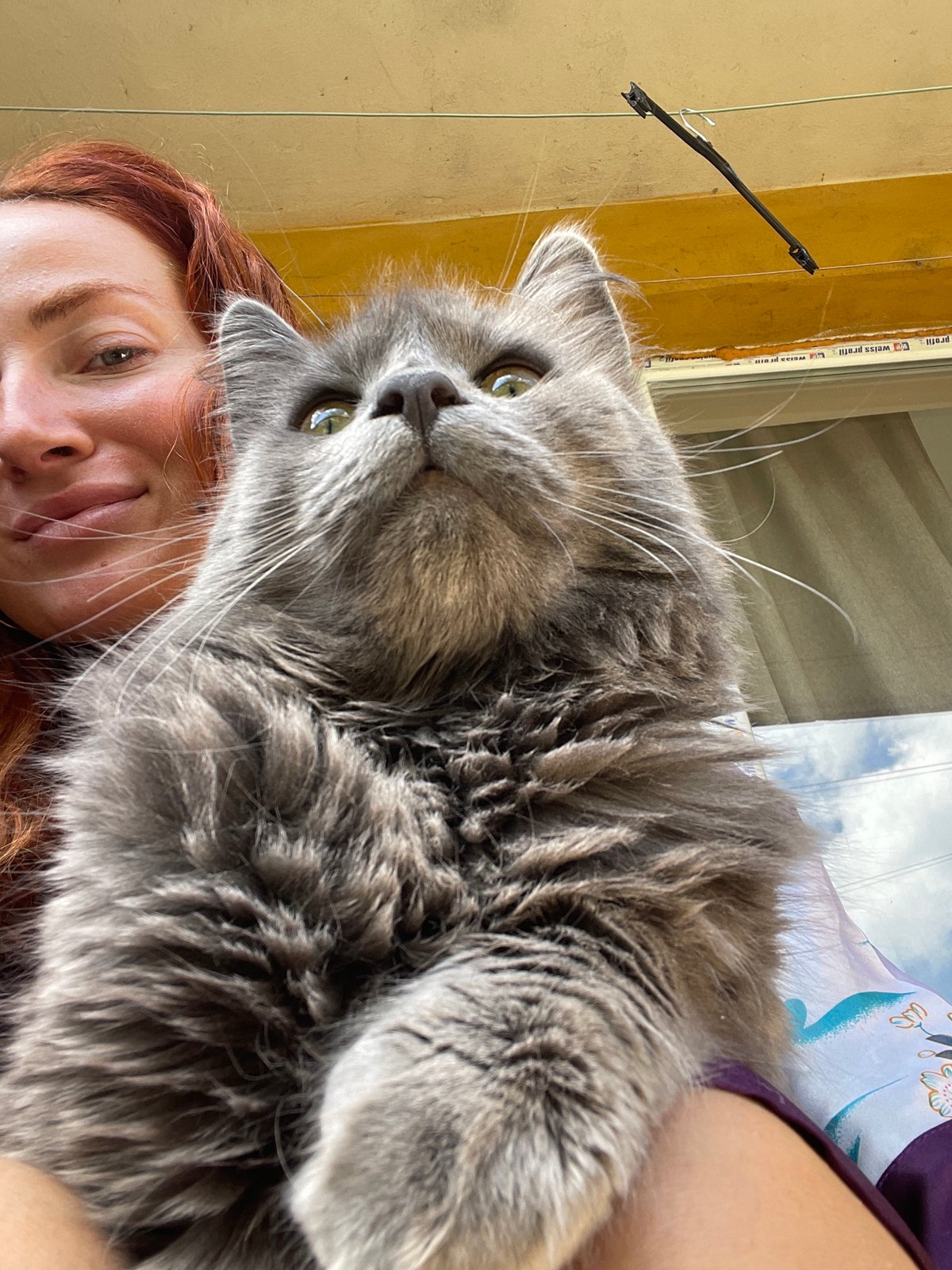 Person holds grey cat in Pernik, Bulgaria
