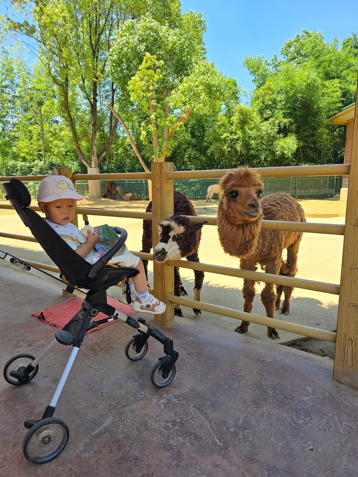 Families enjoy zoo animals and circus performances in Fuyang