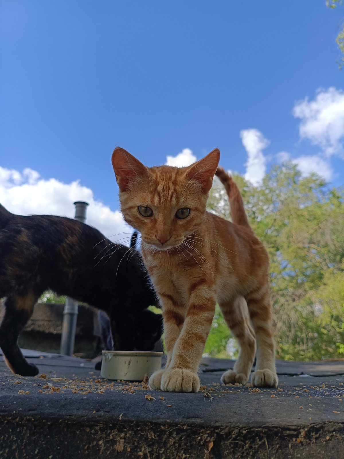 Rooftop cats and a calm sunny waterfront on a summer afternoon