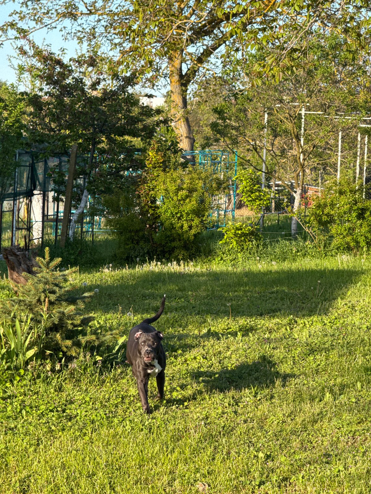 Spring afternoon scenes documented in Zornitsa, Bulgaria