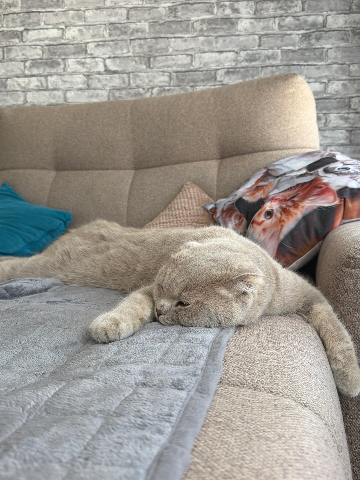 Lazy morning in Chaikovsky: homemade pancakes and sleeping cats