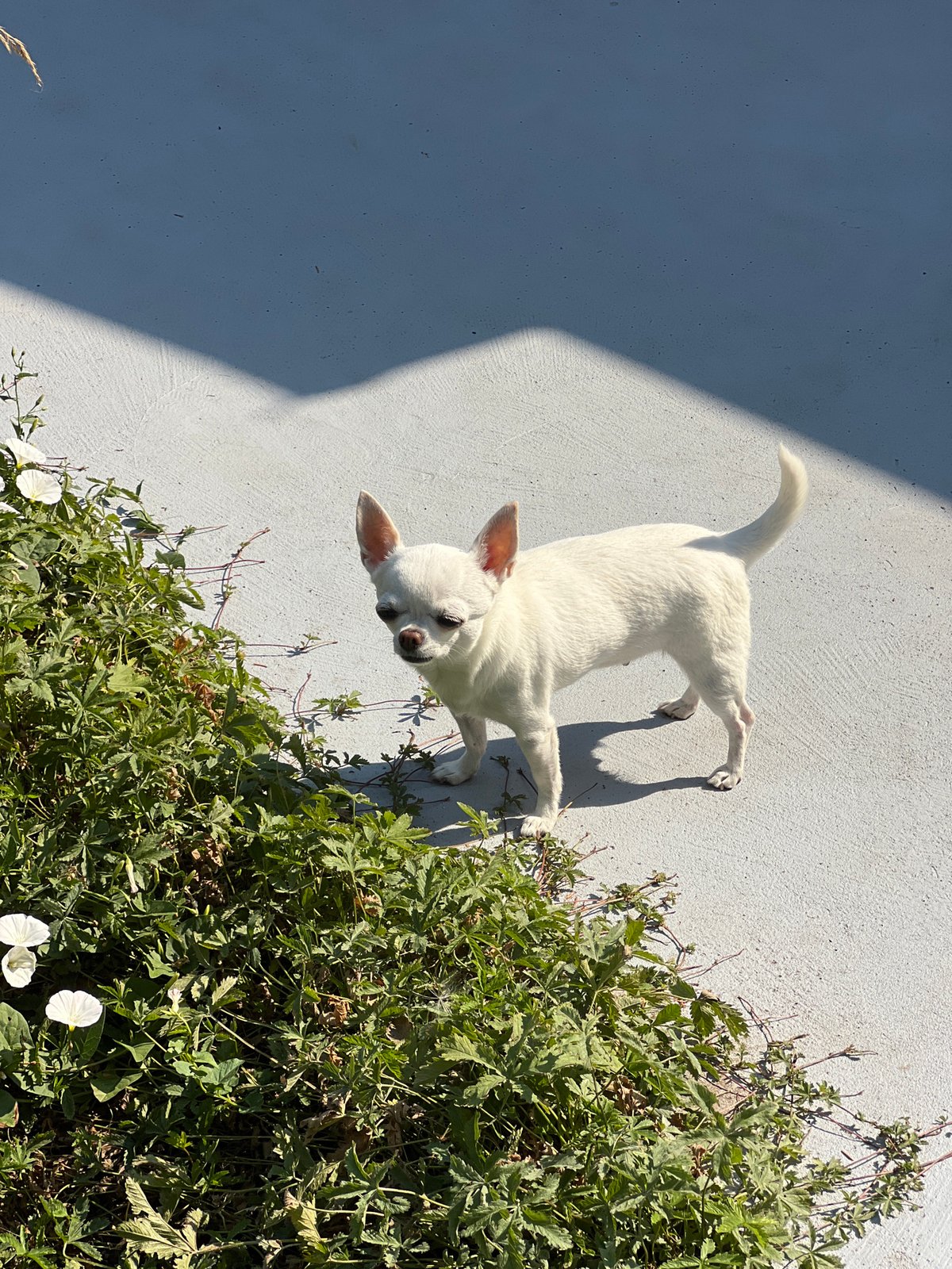 Fontanka backyard garden walk with a Chihuahua in tow