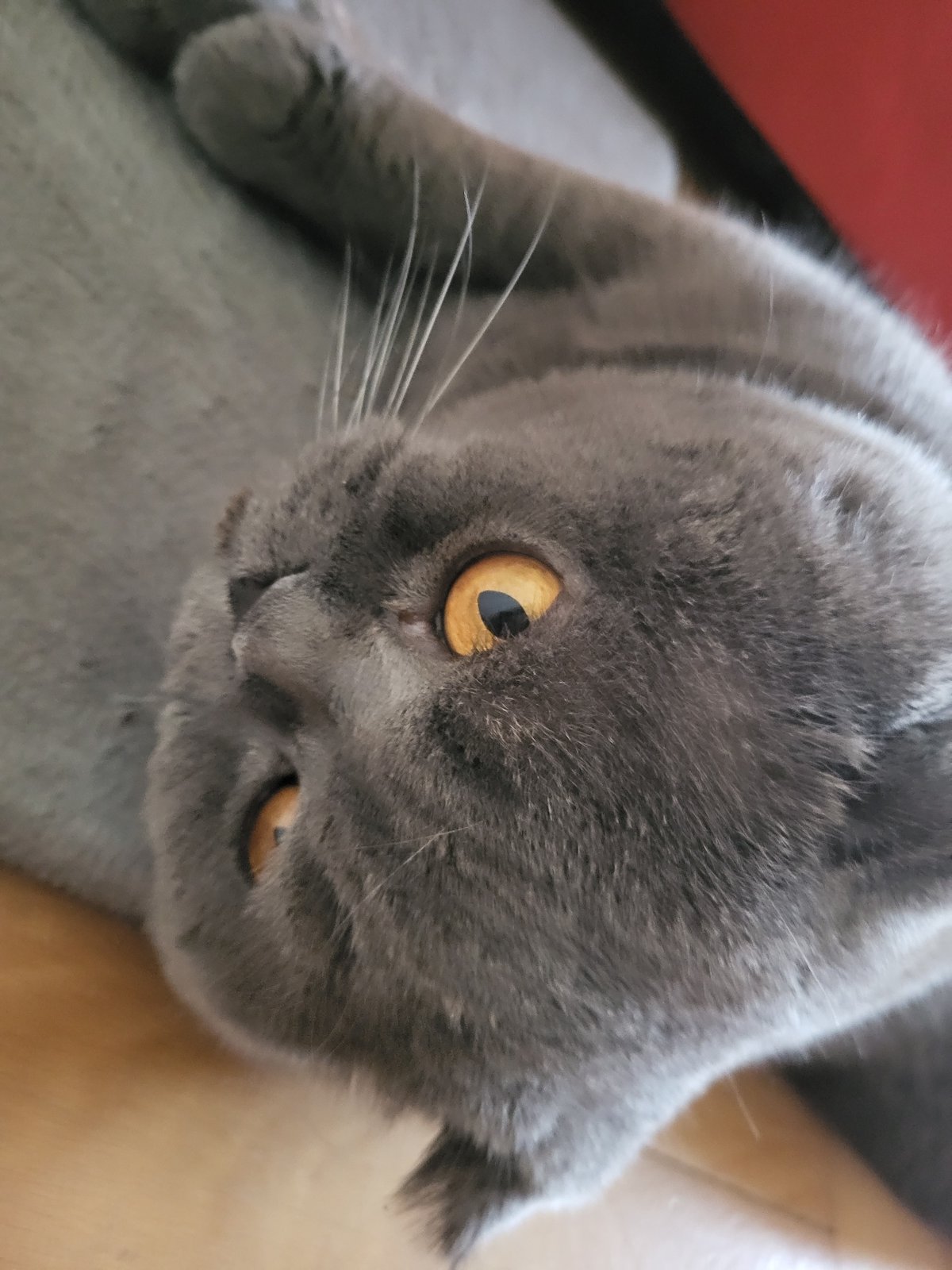 Grey Cat Plays and Rests Indoors During Afternoon Hours