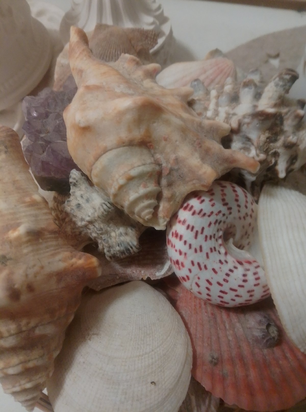 Cozy indoor still lifes: shells, crystals, beaded snake, and teddy bears
