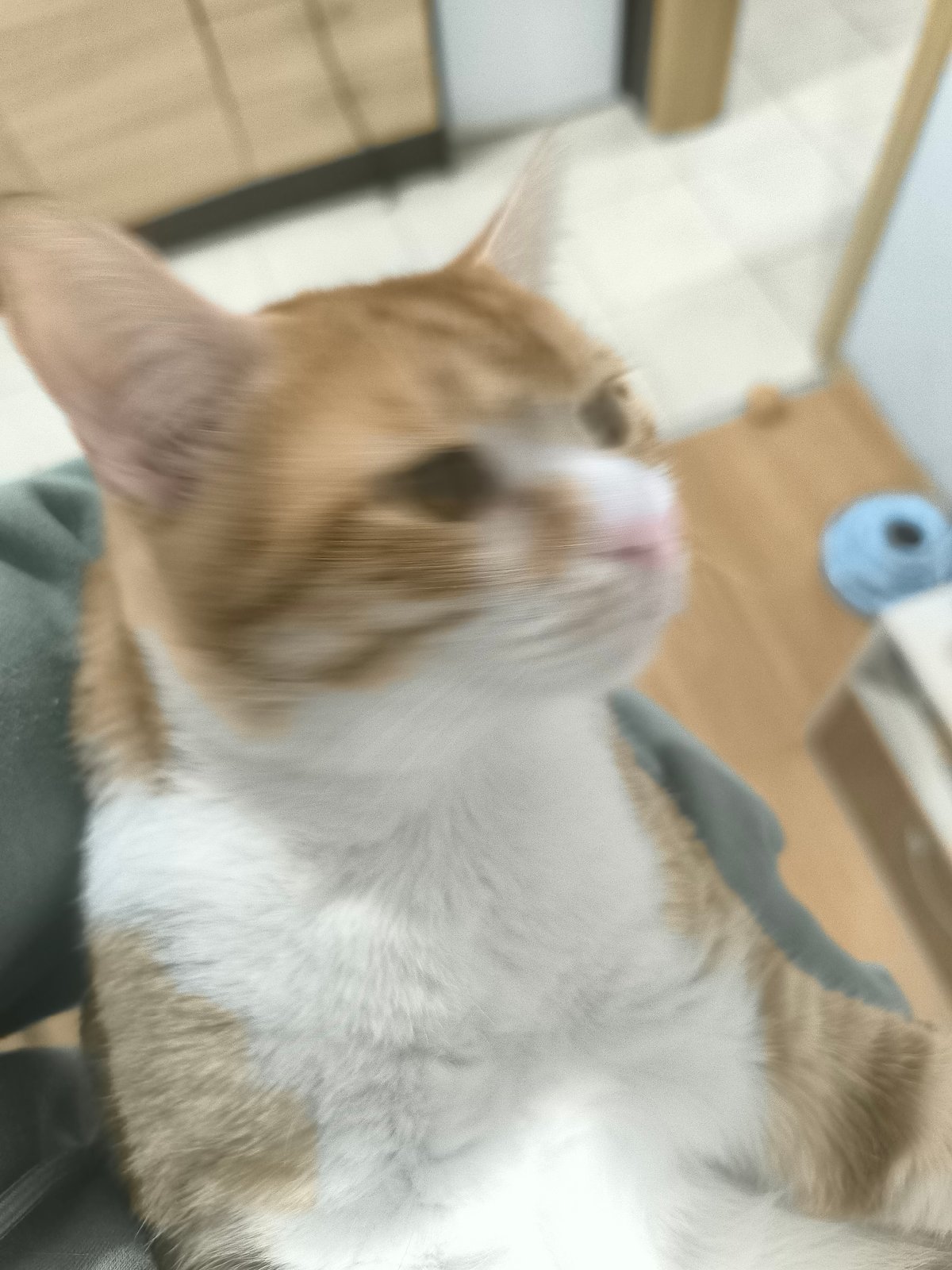 Orange tabby cat explores Varna home during evening hours