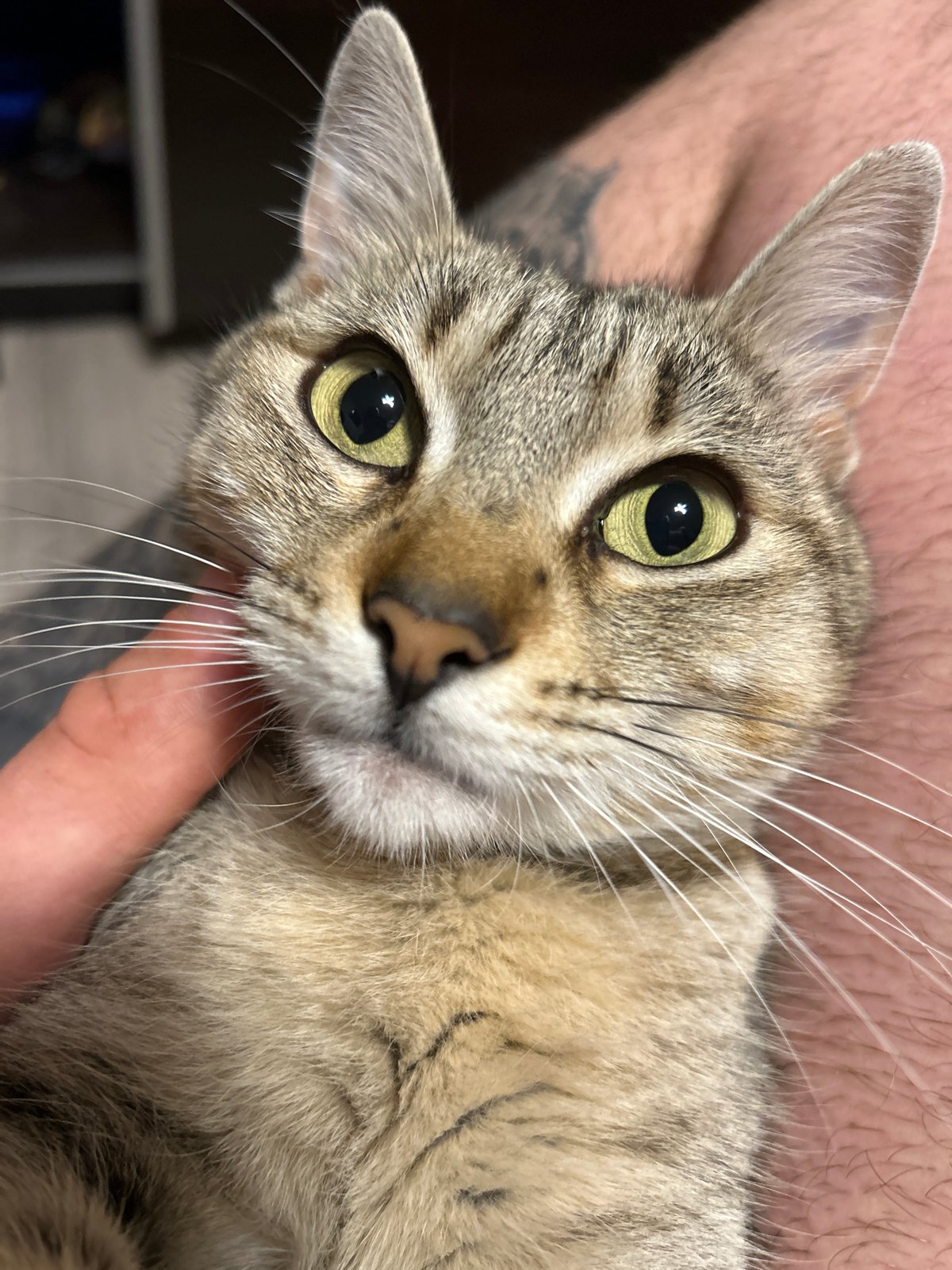 Tabby cat cuddles with tattooed person in Burgas apartment