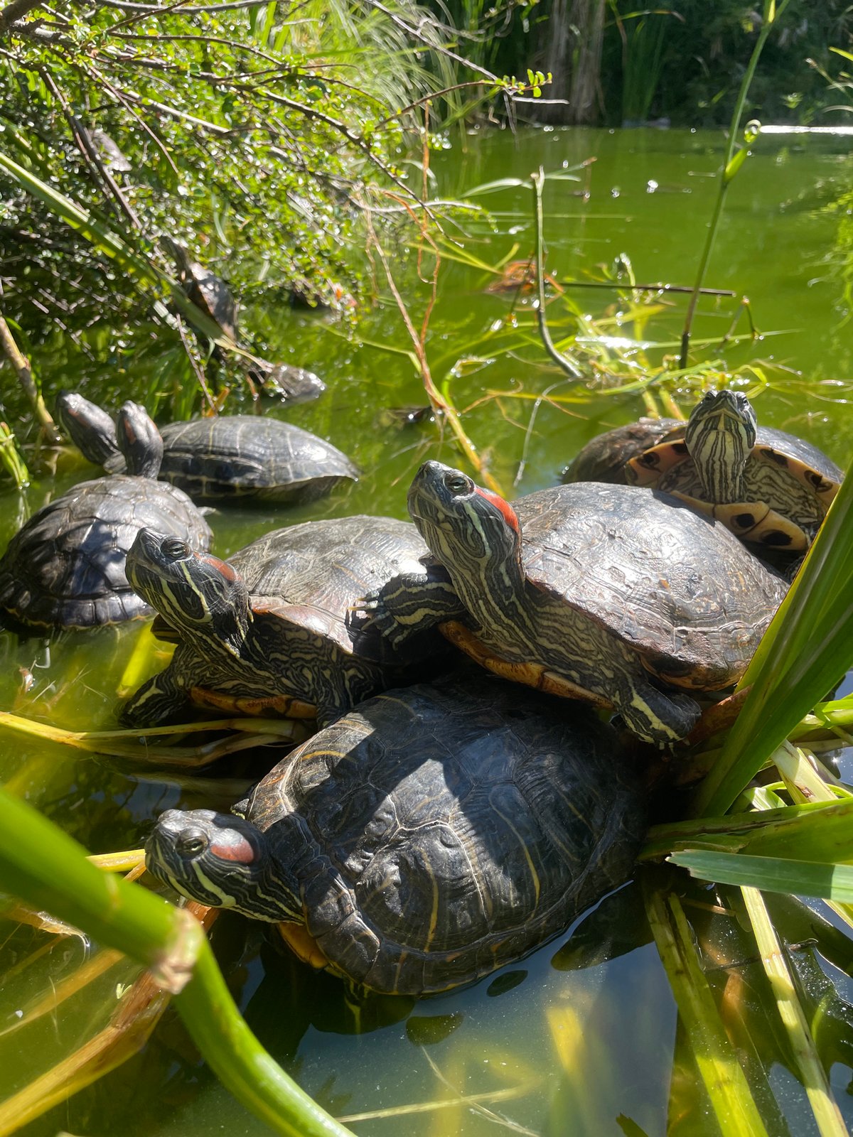 Turtles, street cats, and a sculpture stop in Sochi