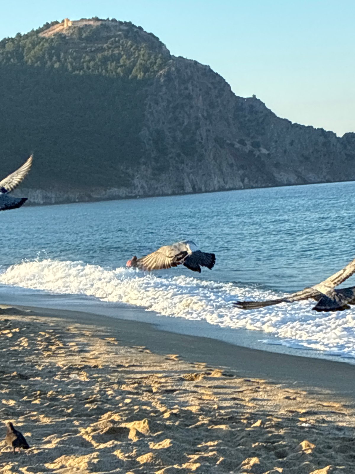 Pigeons in flight over Alanya's Mediterranean beach