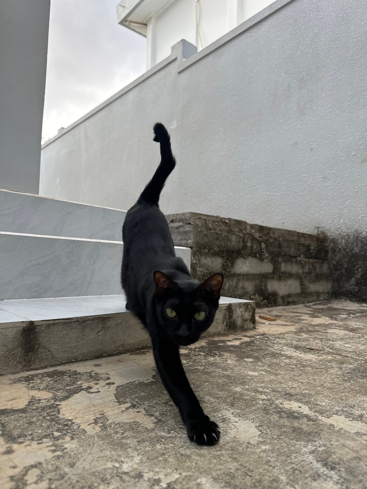 Late-night moments with black cat and resting woman in Mũi Né