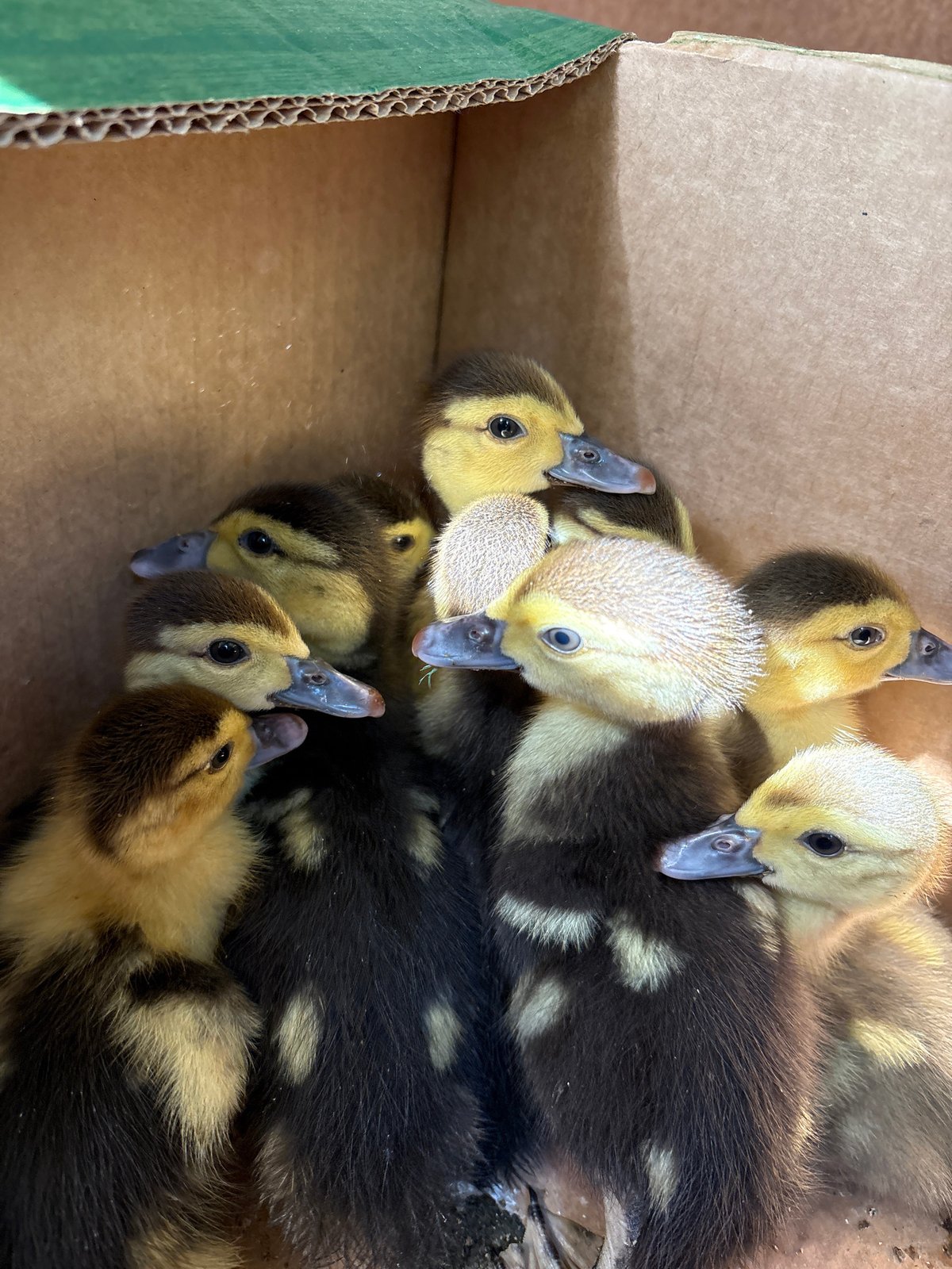 Baby ducklings found in cardboard box in Bulgarian city