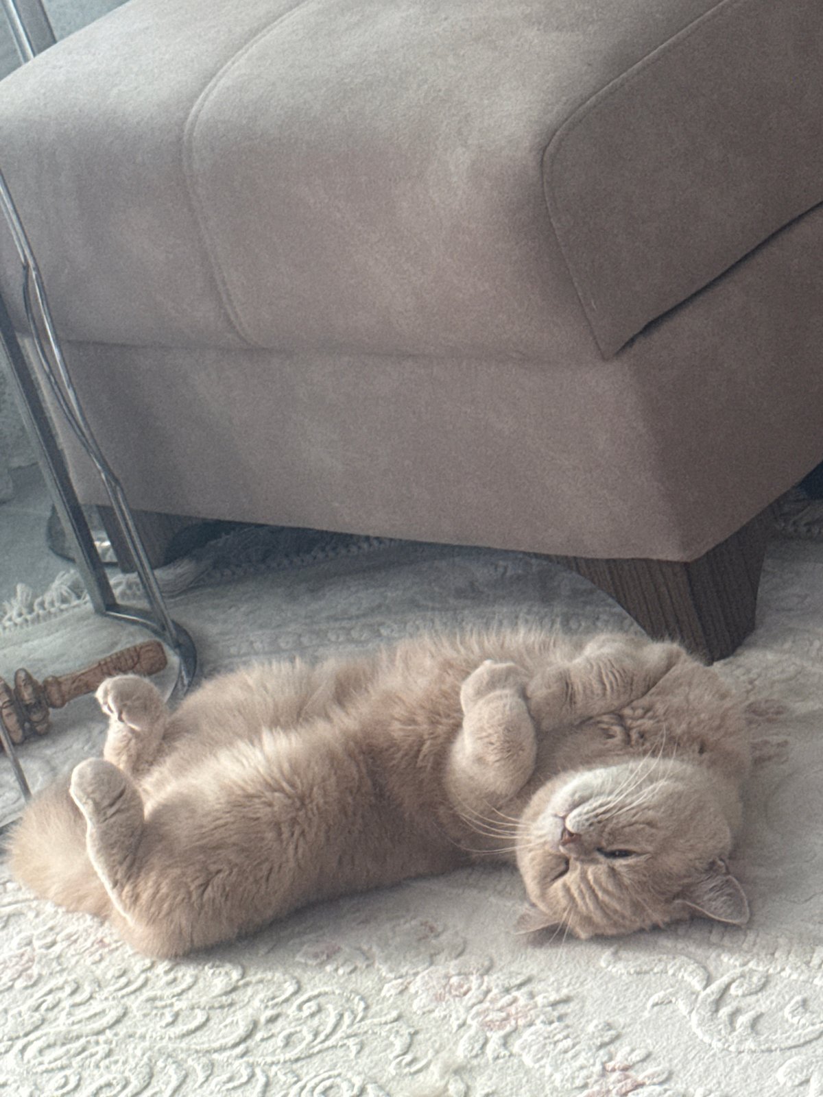 Cat observed resting peacefully indoors during morning hours