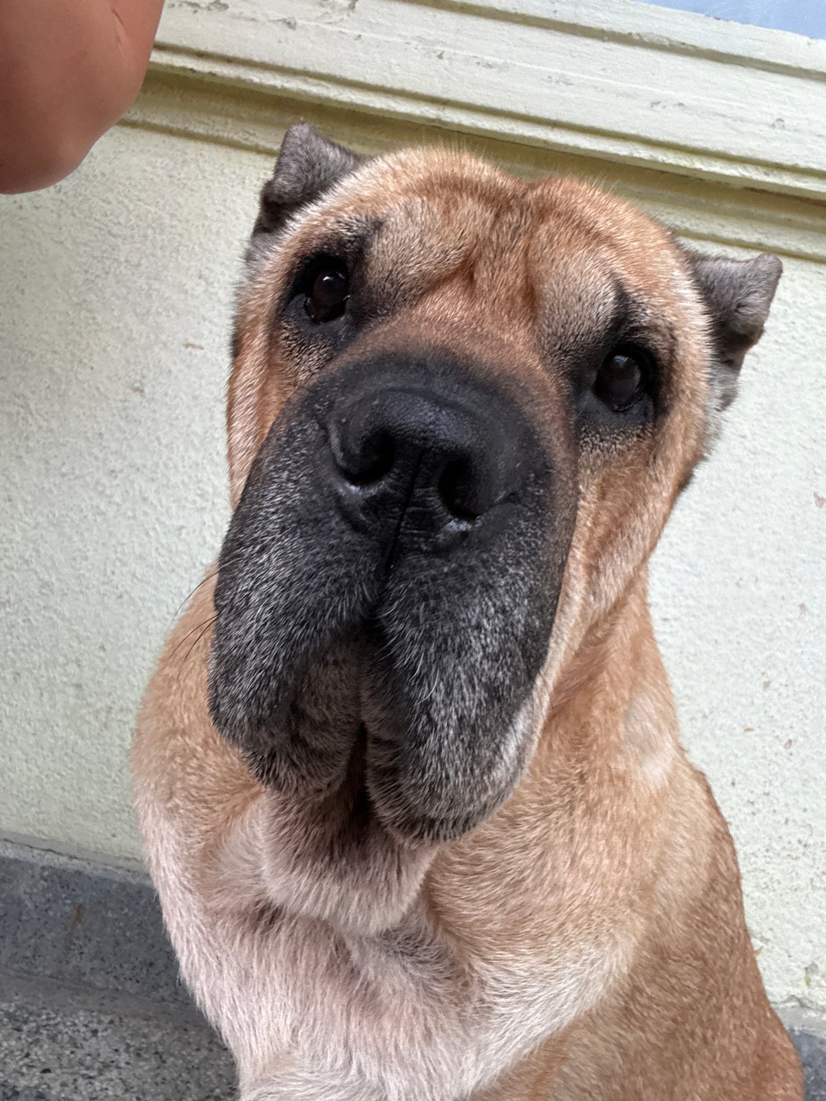 Pit bulls and big dogs hanging out in Varna