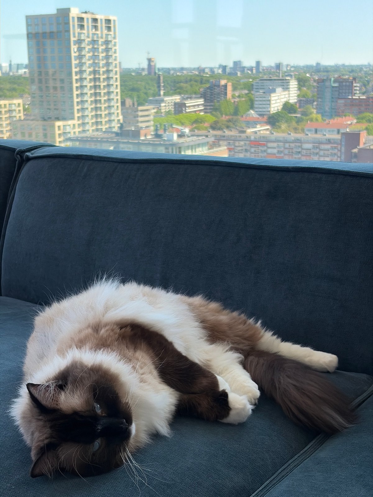 Ragdoll cat filmed resting, being petted on couch in Rijswijk