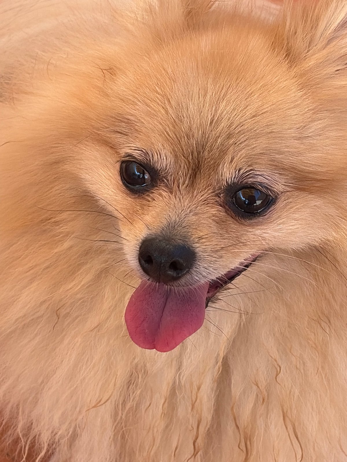 Pomeranian, street cats, and parrots on a Torrevieja afternoon