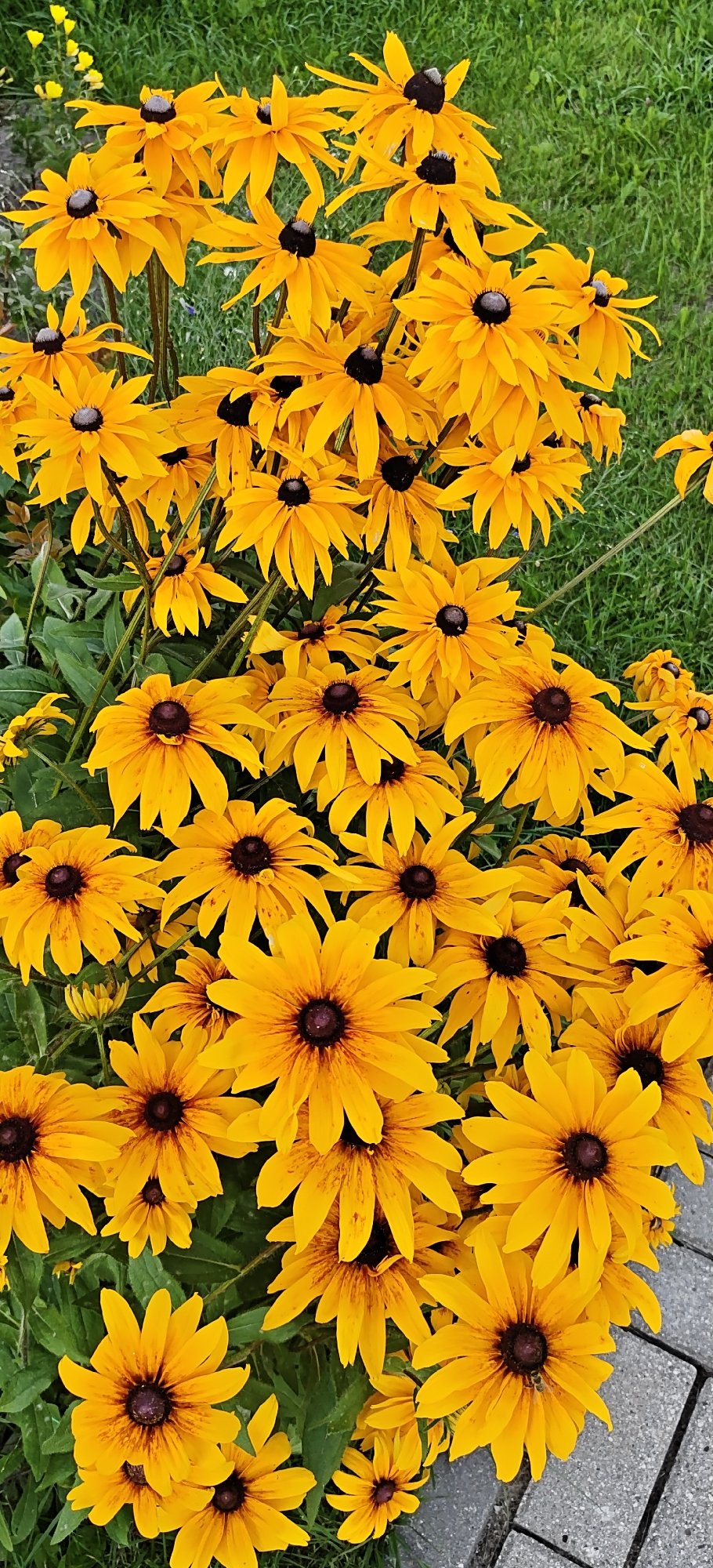 A Noginsk garden in full summer bloom, flower by flower.