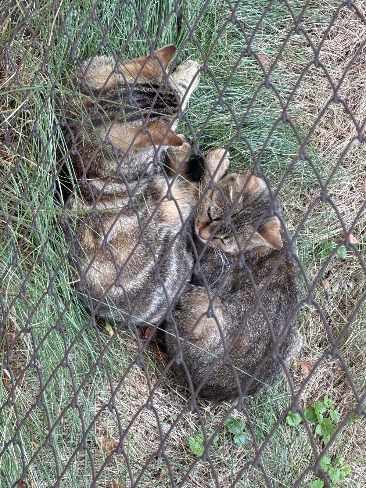 Two wildcats nap together behind a chain-link fence